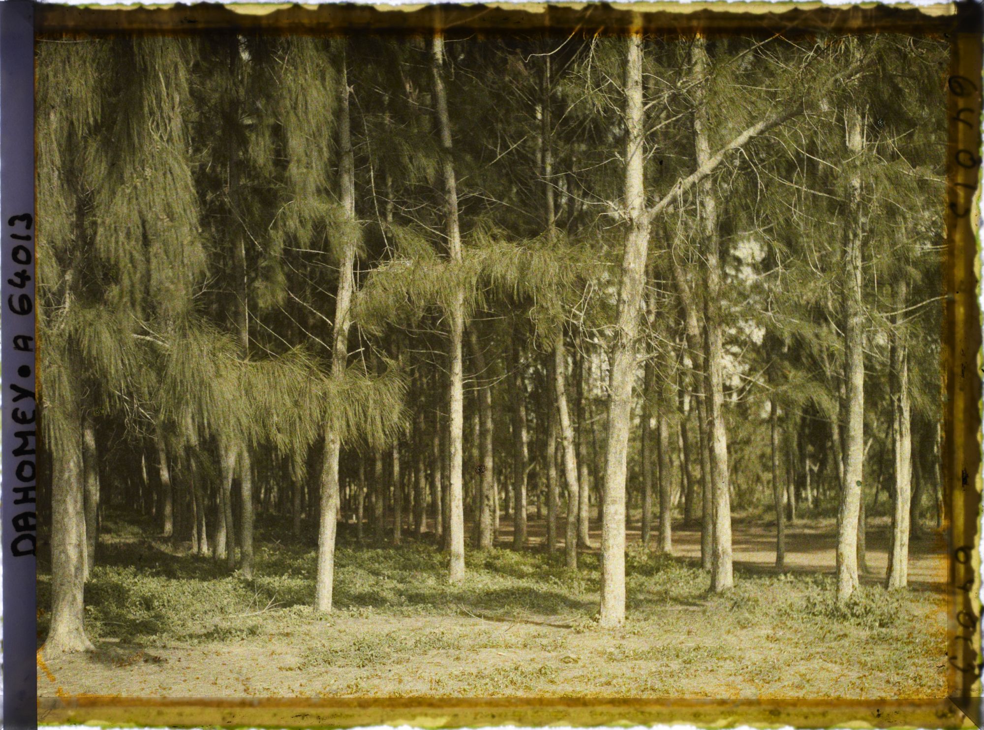 Image représentant Allée bordée de filaos