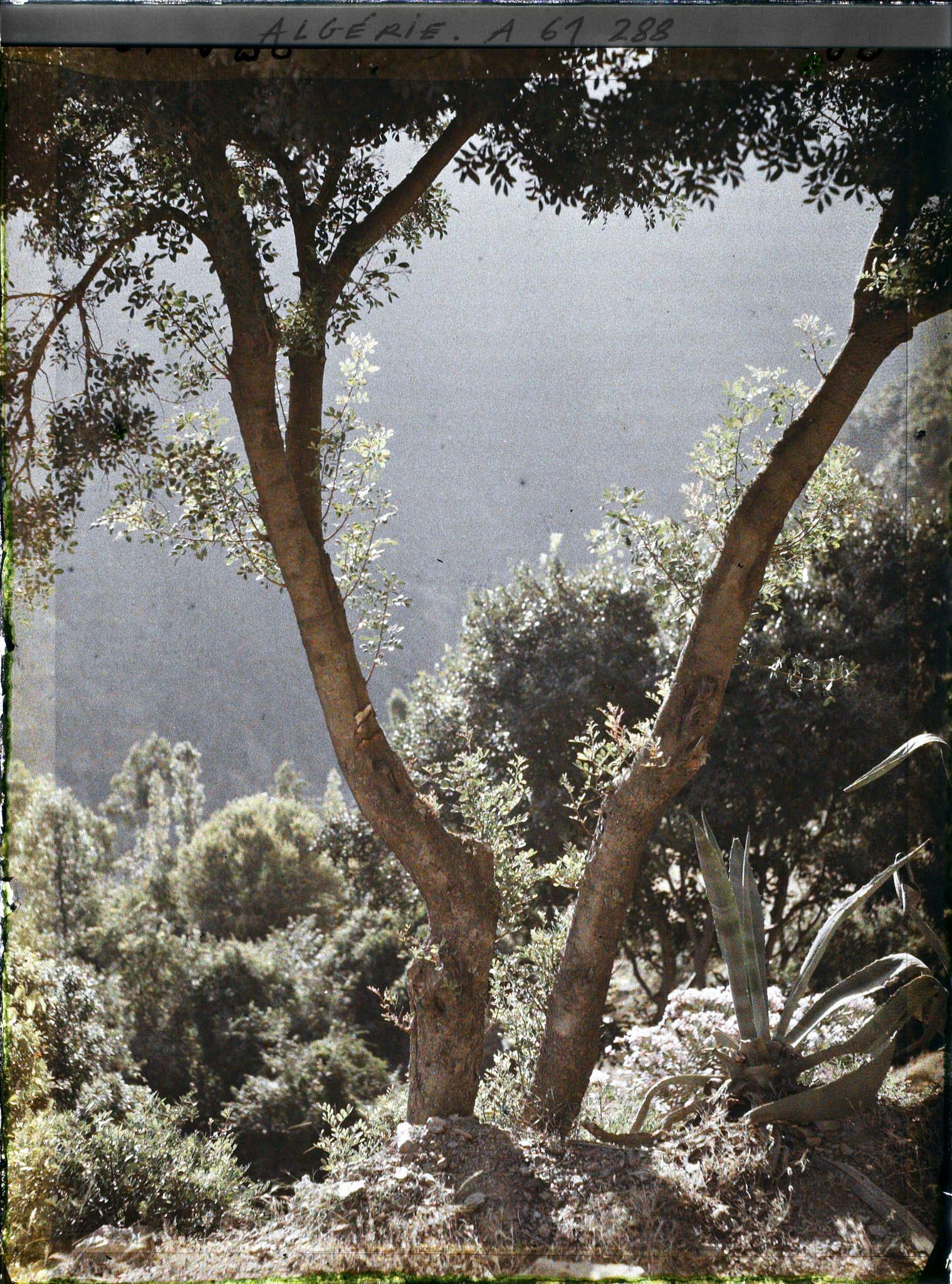 Image représentant Brume du matin dans les gorges