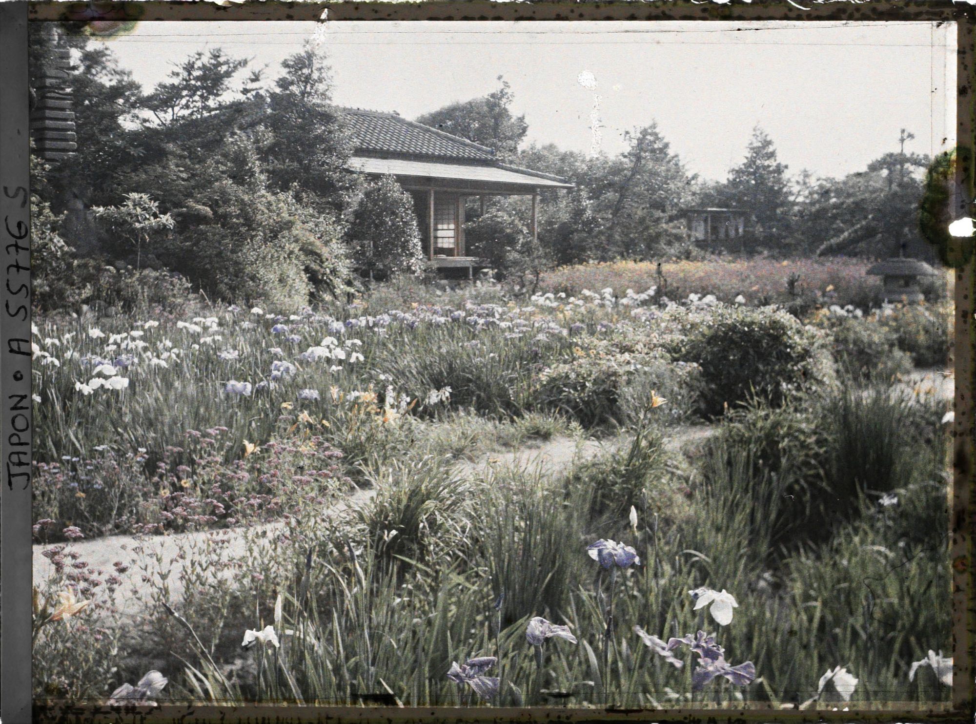 Image représentant Jardin d'iris de Horikiri