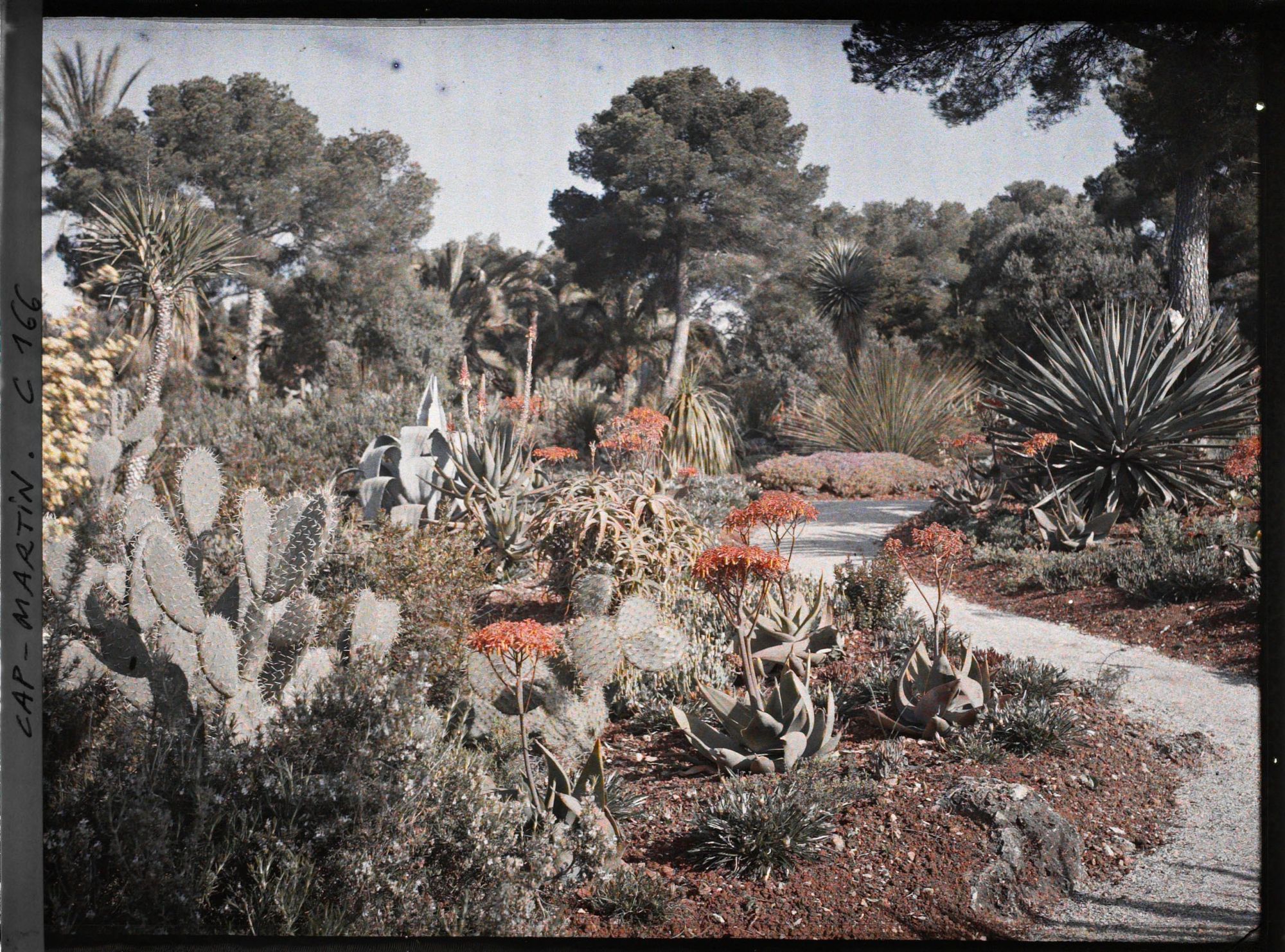 Image représentant Cap Martin - Le Jardin