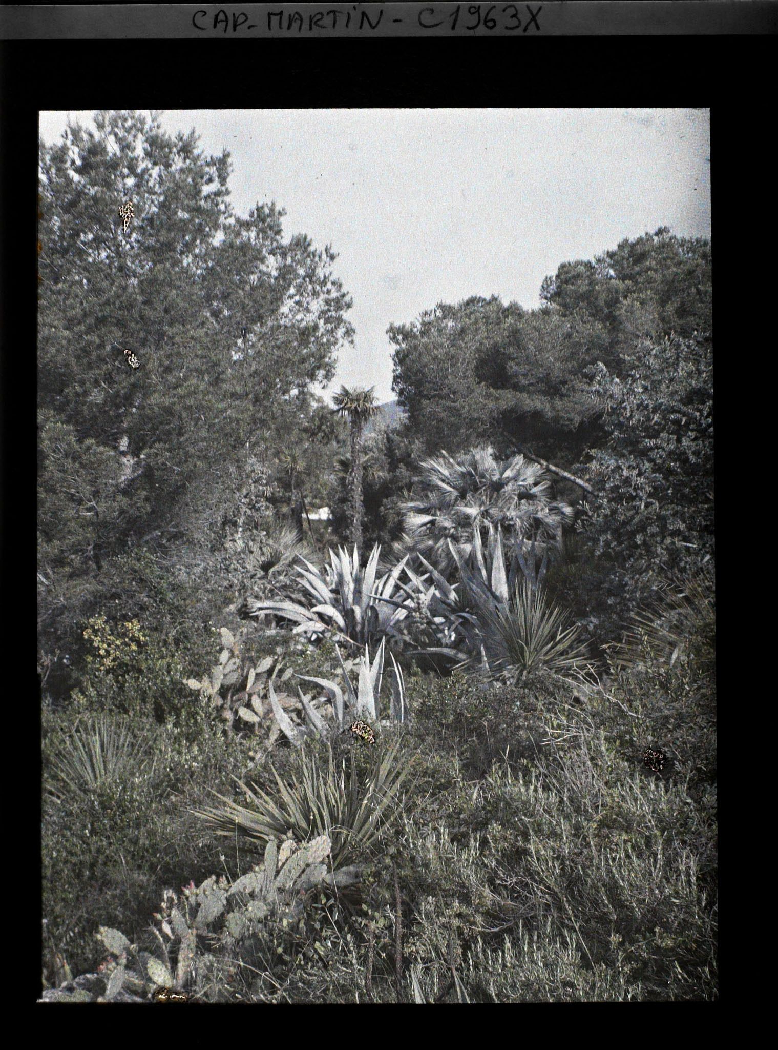 Image représentant Plantes exotiques diverses mêlées à la végétation spontantée, avec vue sur le paysage environnant, vue prise à 11 h