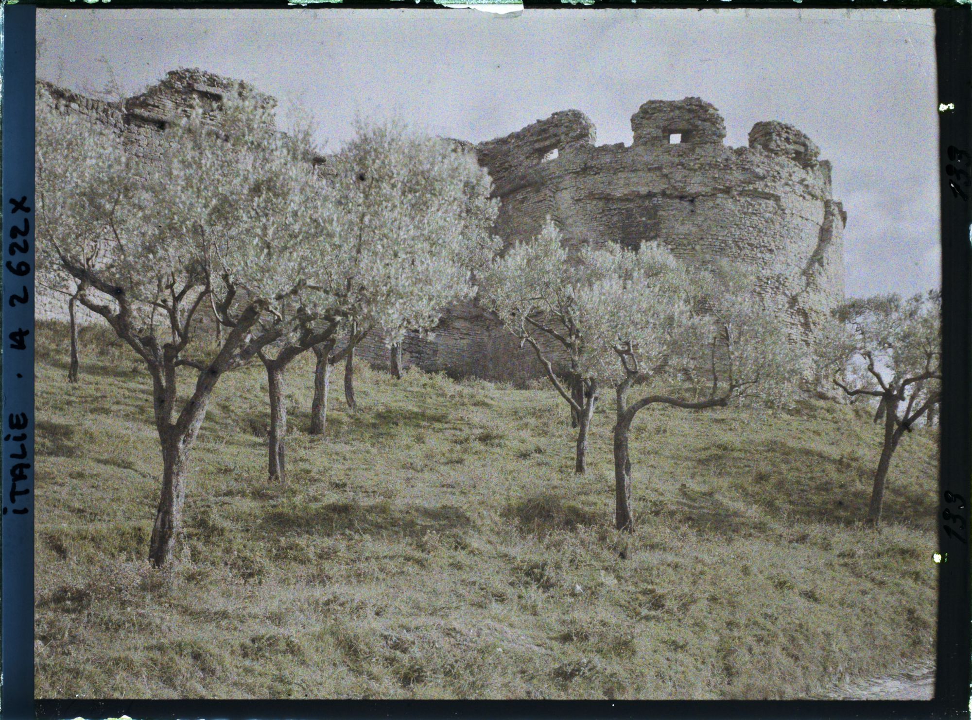 Image représentant Torrione et oliviers