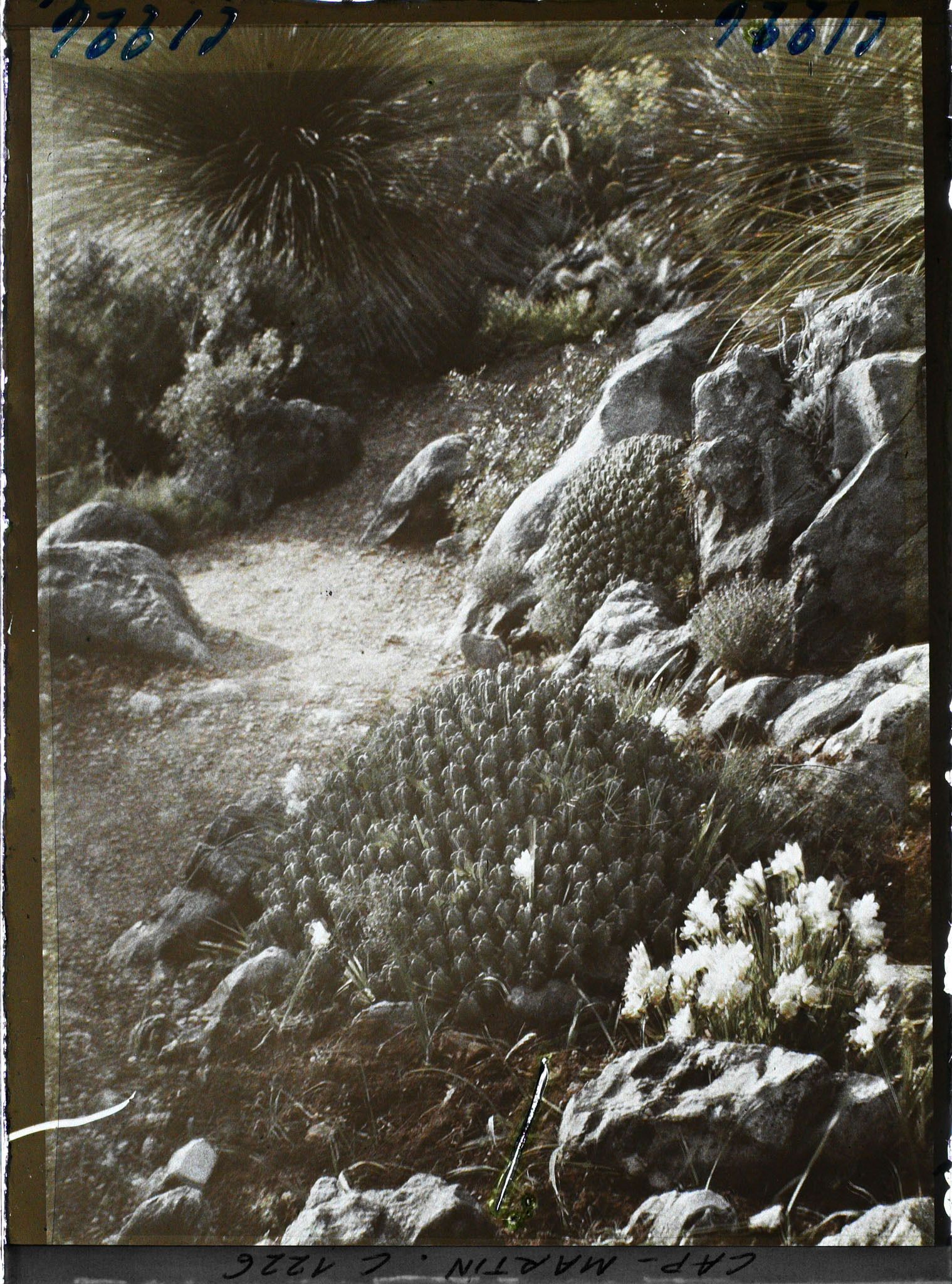 Image représentant le Jardin