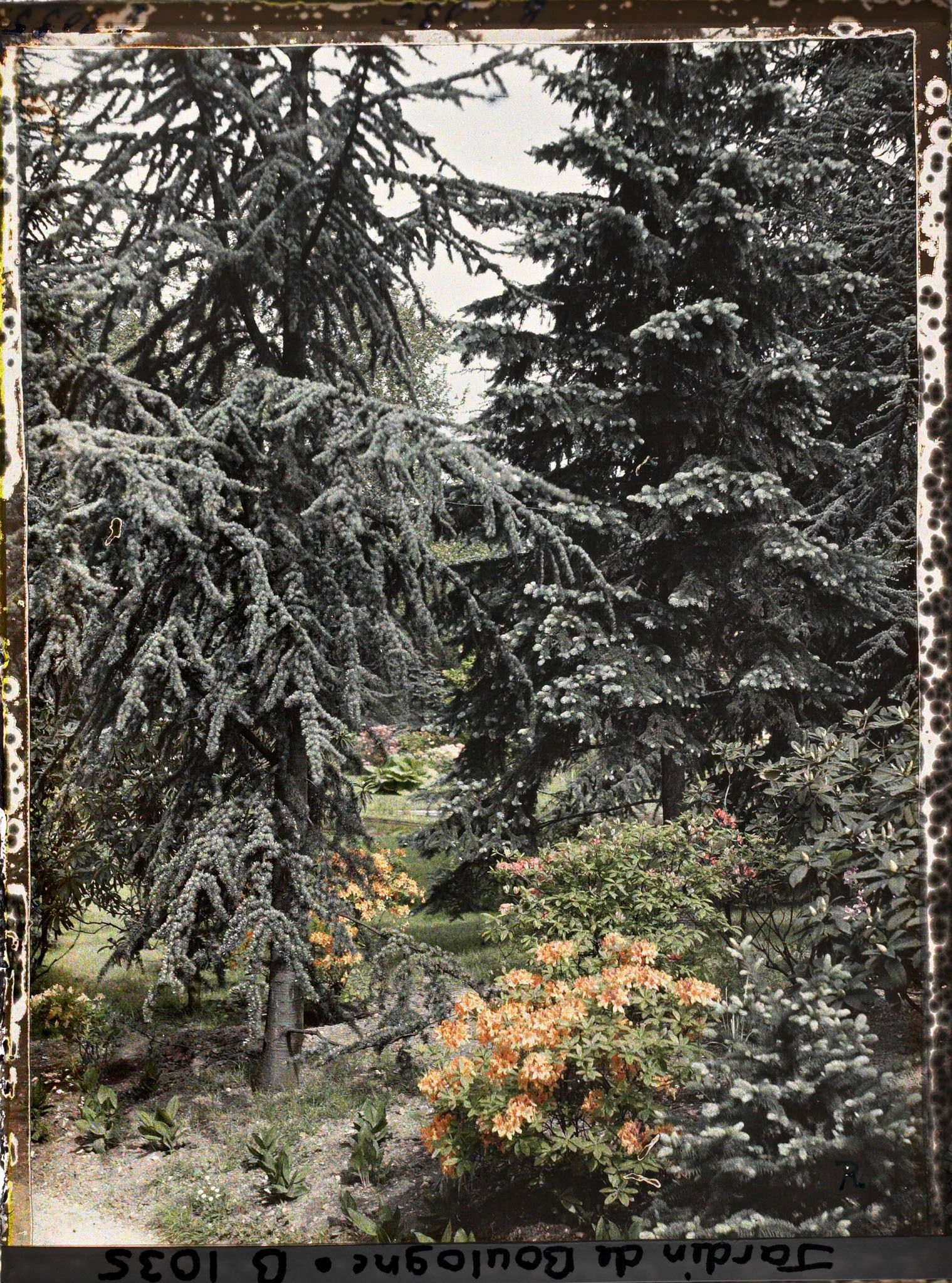 Image représentant Azalées dans la forêt bleue