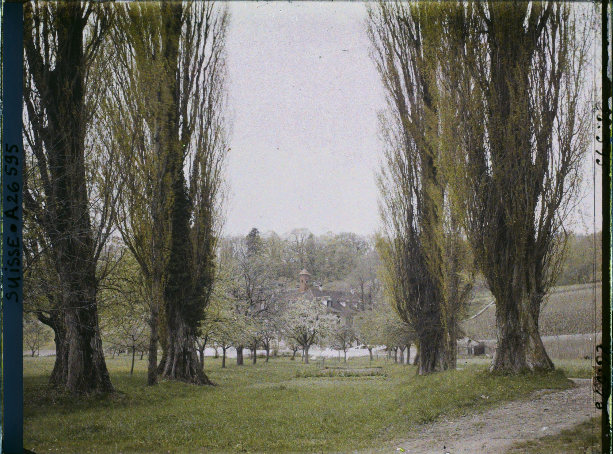 Image représentant L'allée de peupliers qui mène à l'ancien cloître clunisien de l'île Saint-Pierre reconverti en hôtel