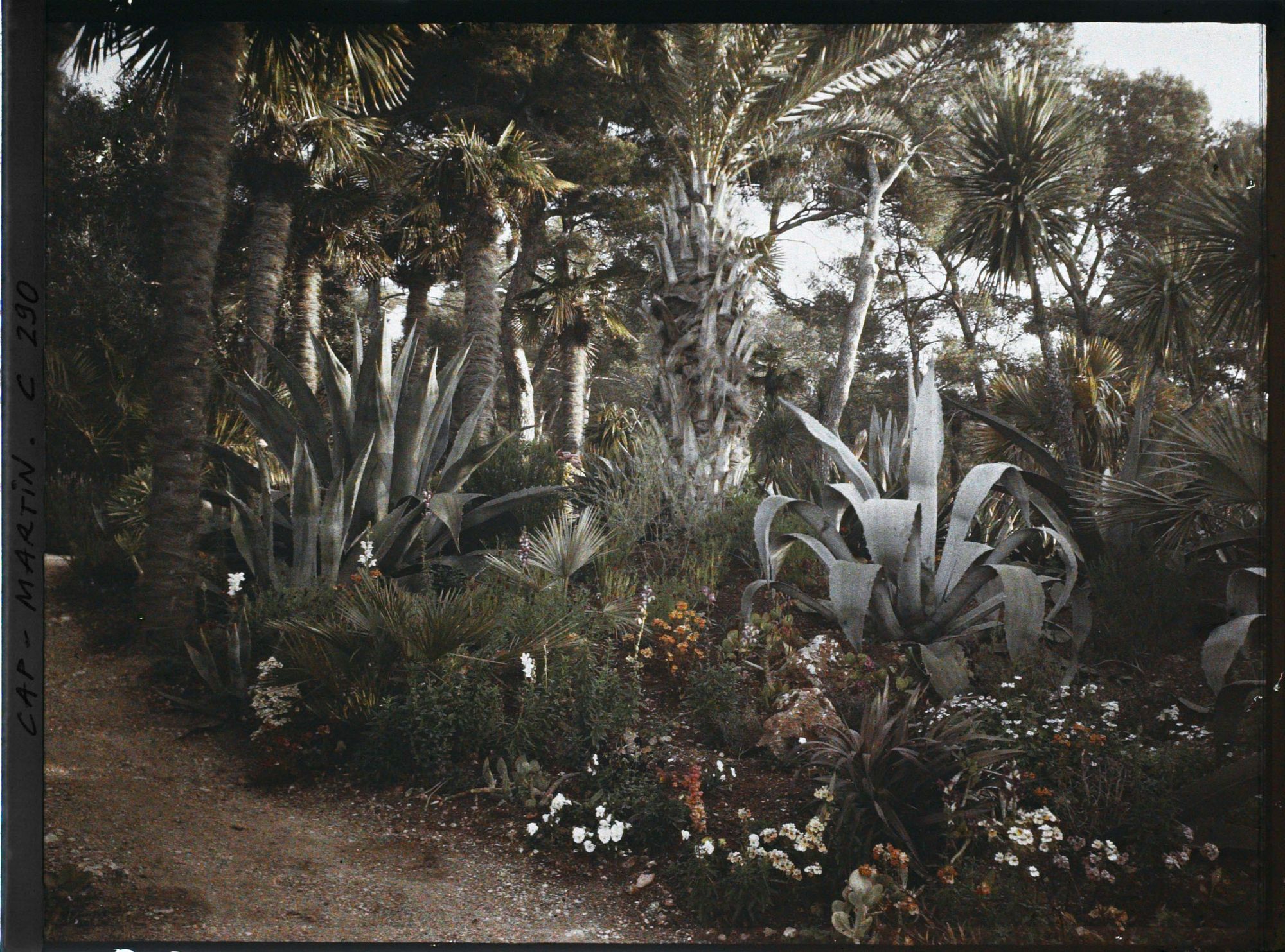 Image représentant Cap-Martin - Le Jardin