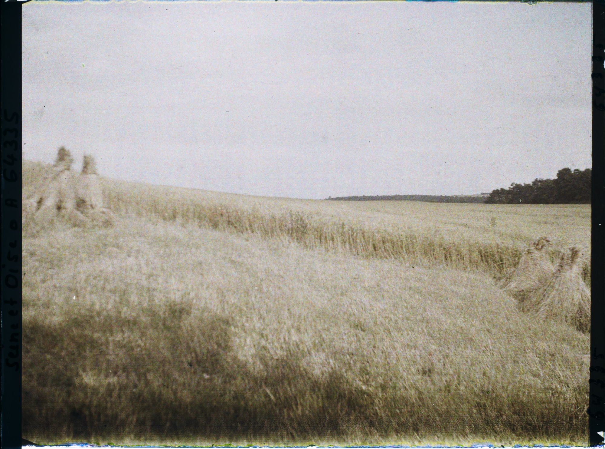 Image représentant Ile de France, Vallangoujard, Champ de blé