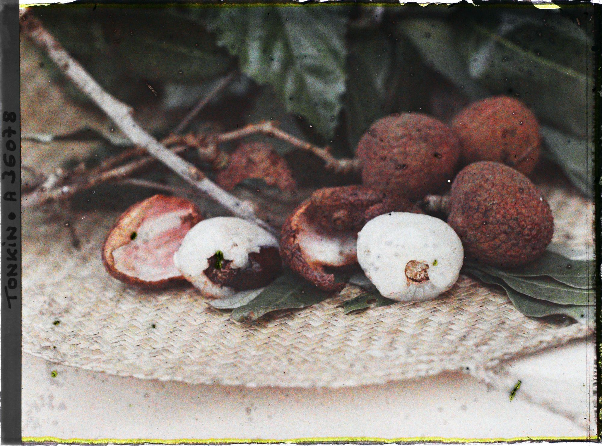 Image représentant Un rameau de litchi portant ses feuilles et ses fruits