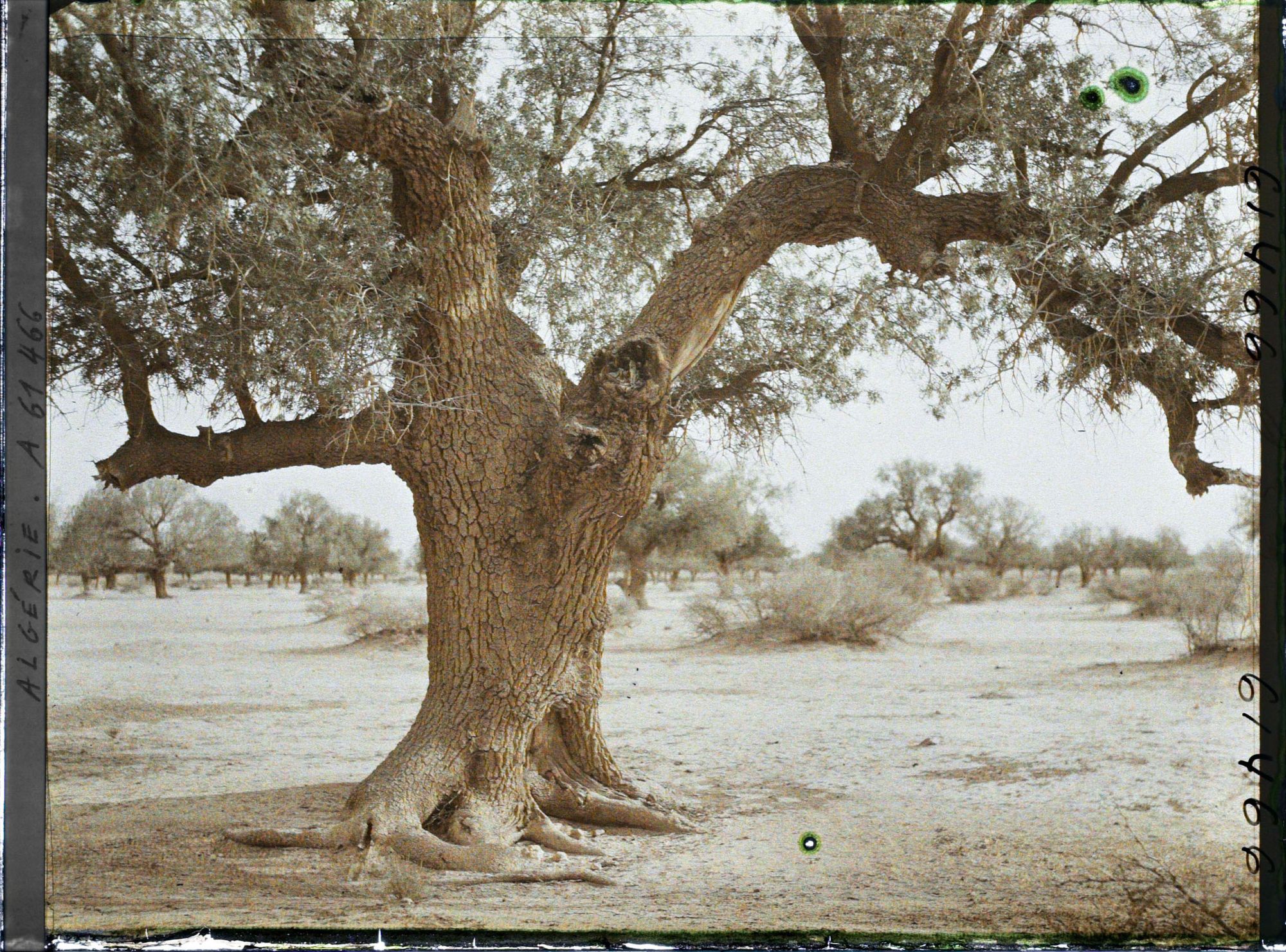 Image représentant Un vieux pistachier térébinthe