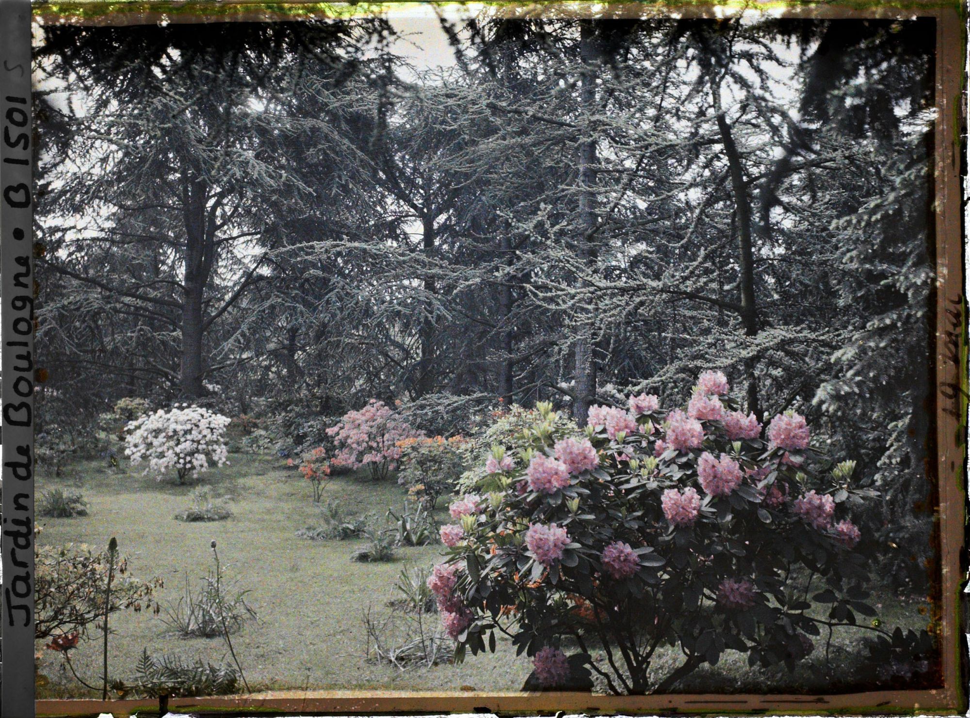 Image représentant Rhodos sur la pelouse du marais, près de la forêt bleue