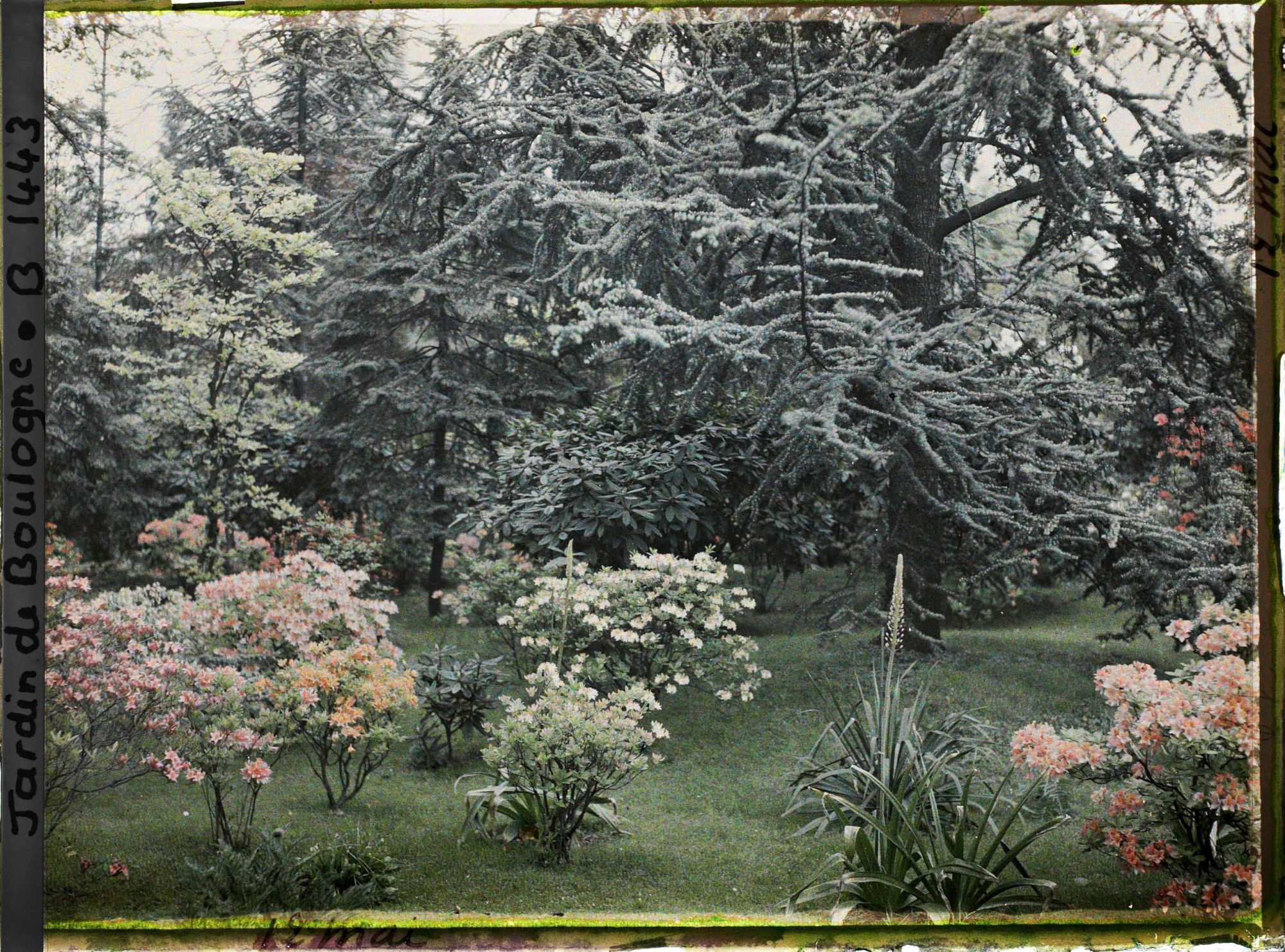 Image représentant Azalées sur la pelouse qui borde la forêt bleue