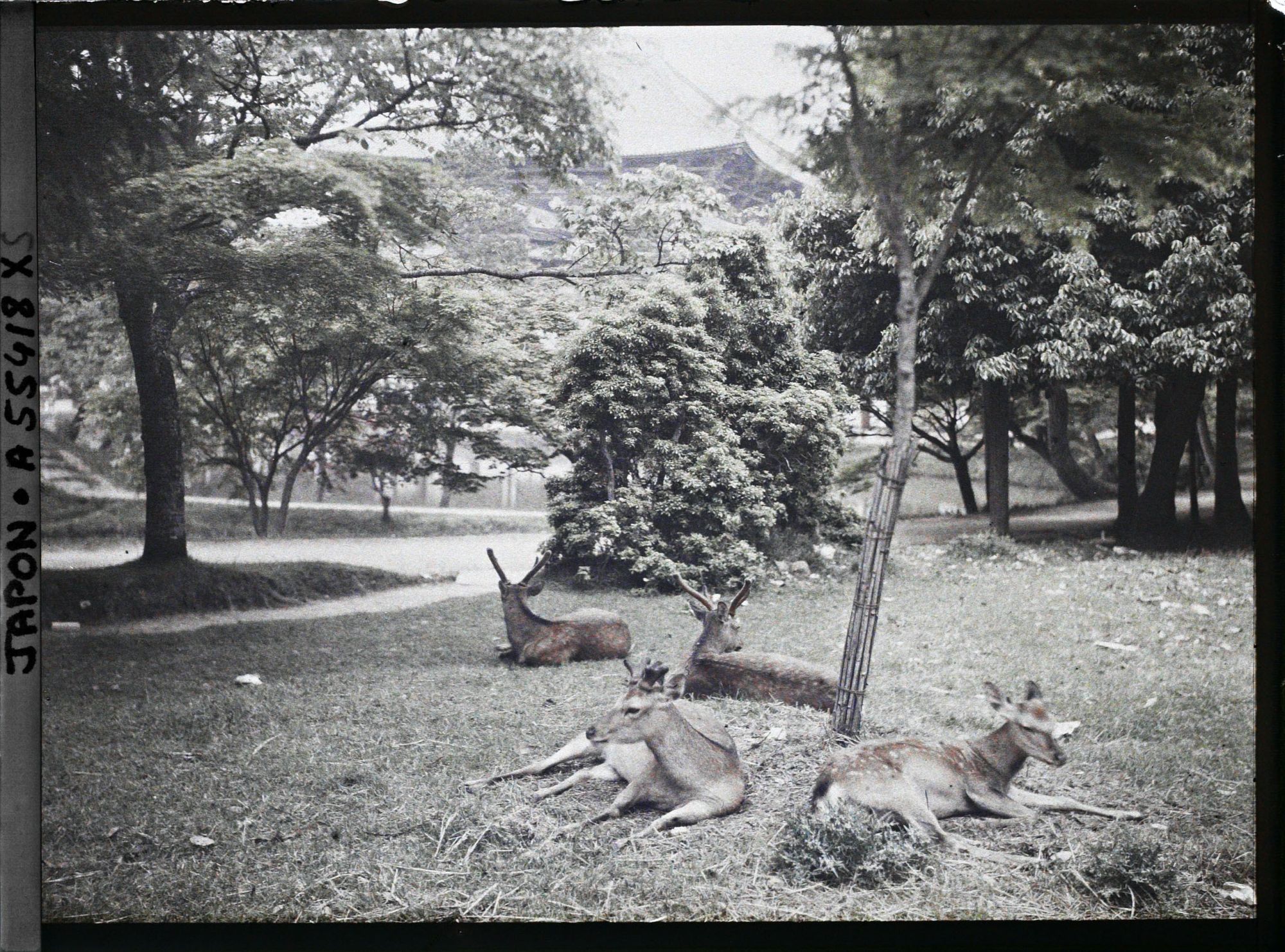 Image représentant Daims sacrés (shika) sacrés aux abords du temple Tôdai-ji