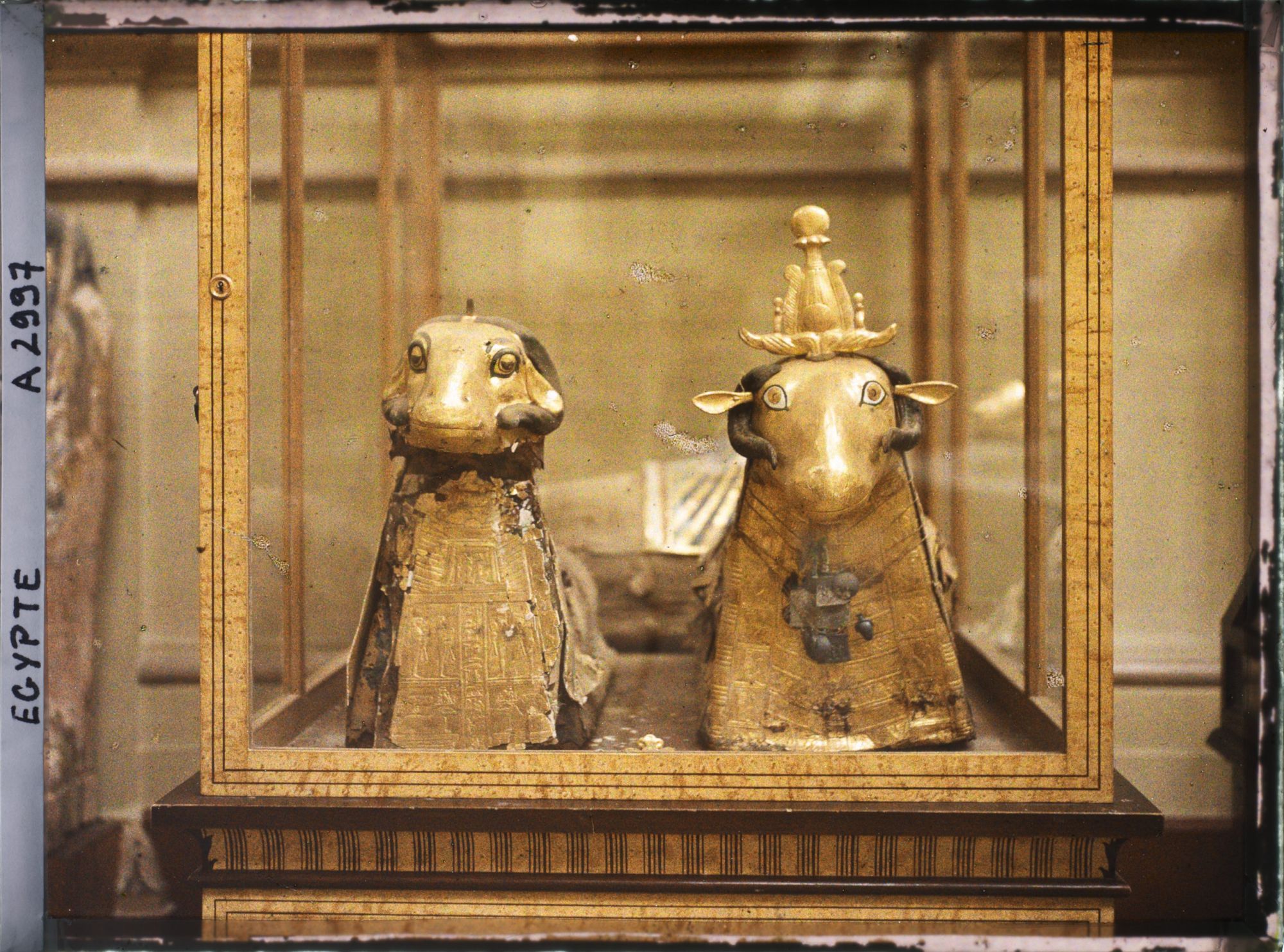 Image représentant Béliers de l'île Eléphantine