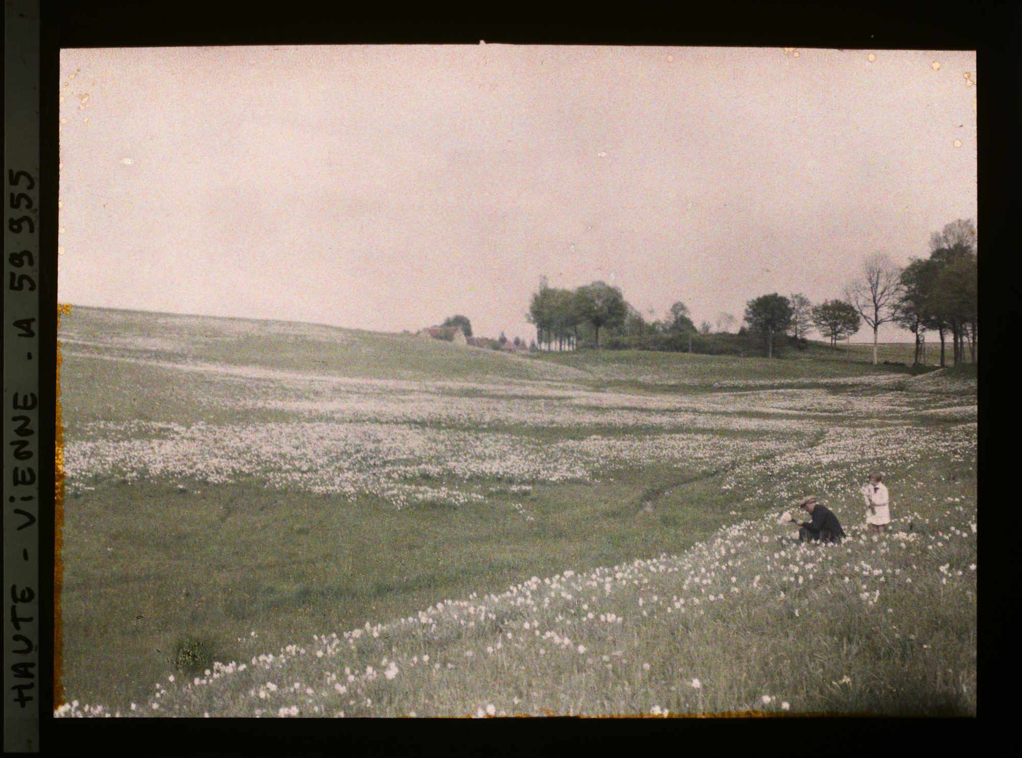 Image représentant Un homme et un enfant cueillant des fleurs dans un champ de narcisses