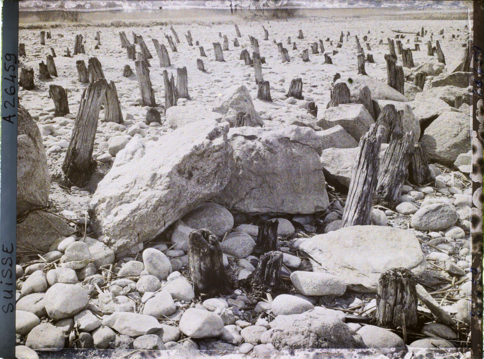 Image représentant Site palafittique préhistorique des Alpes, pieux en bois visibles lors de la baisse des eaux après la grande sécheresse de 1921