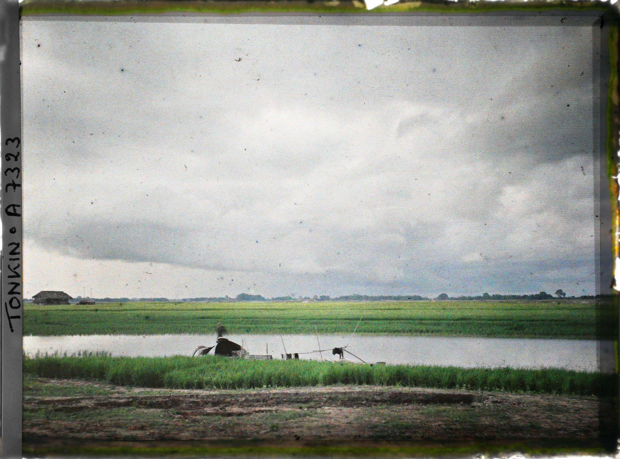 Image représentant Des rizières sur les rives du Fleuve Rouge