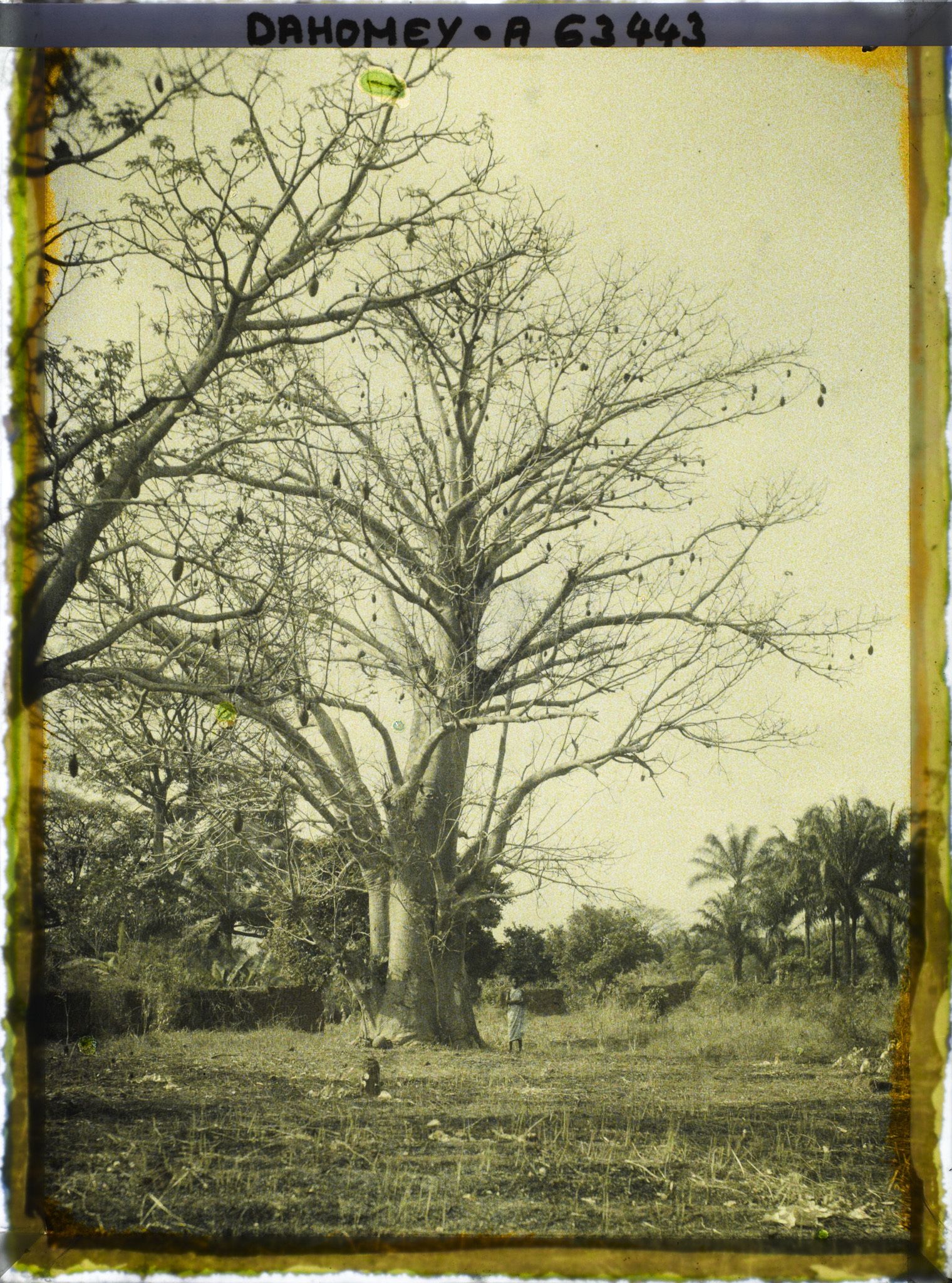 Image représentant Un baobab