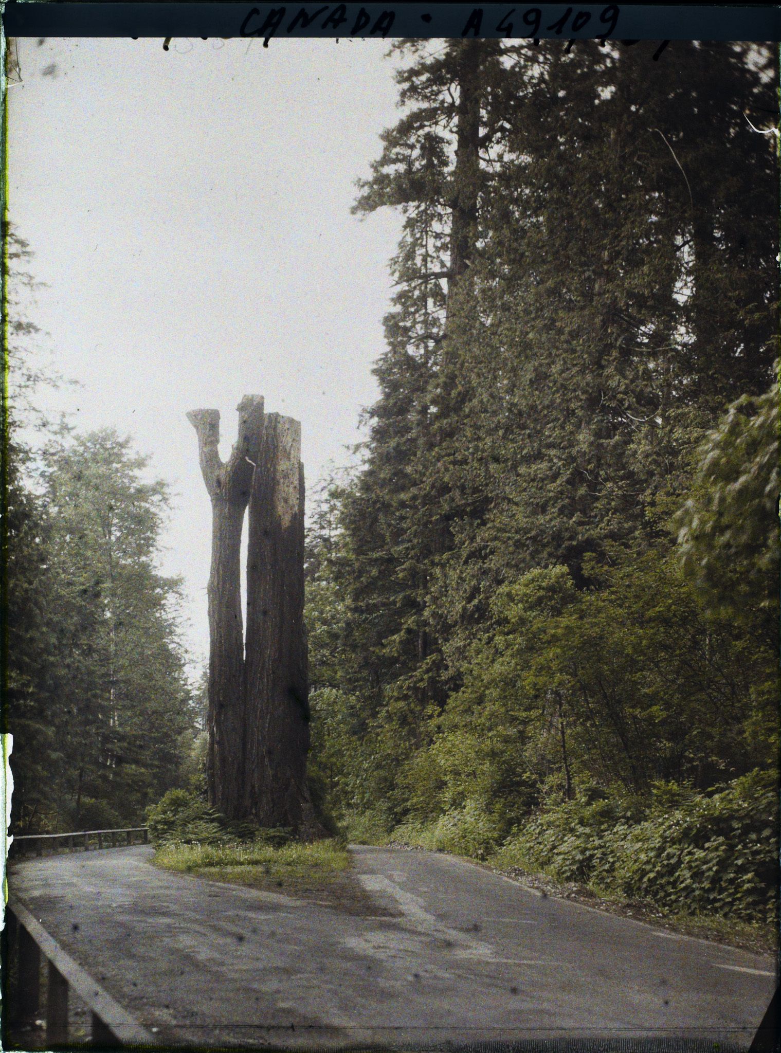 Image représentant Canada, Vancouver, Vieil arbre au milieu de la route