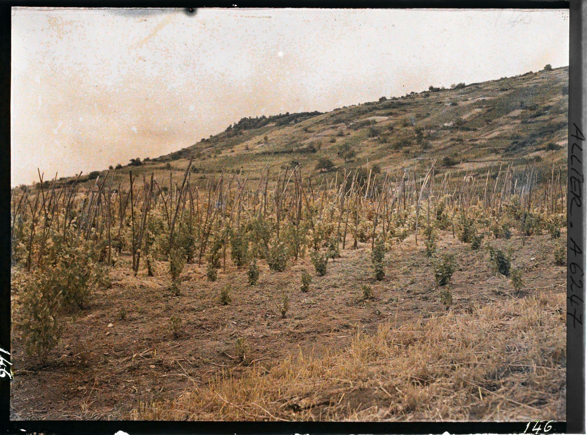 Image représentant Vignes sur la route de Gannat à Saulzet