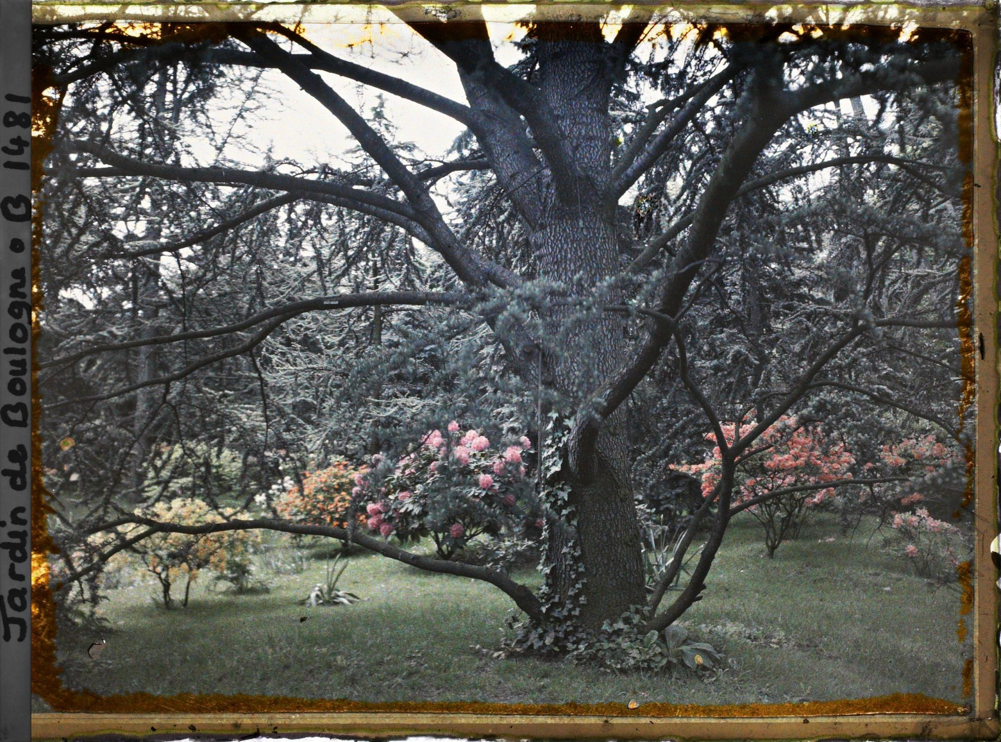 Image représentant azalées et rhodos à travers les arbres, la forêt bleue à l'arrière-plan