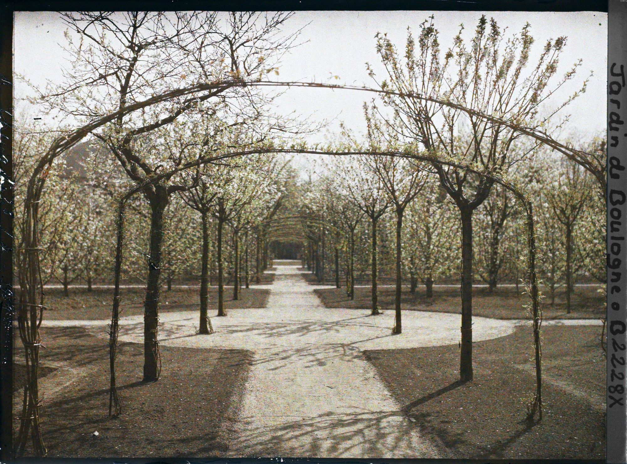 Image représentant Axe central du verger-roseraie photographié non loin de la dépendance, en direction du jardin anglais