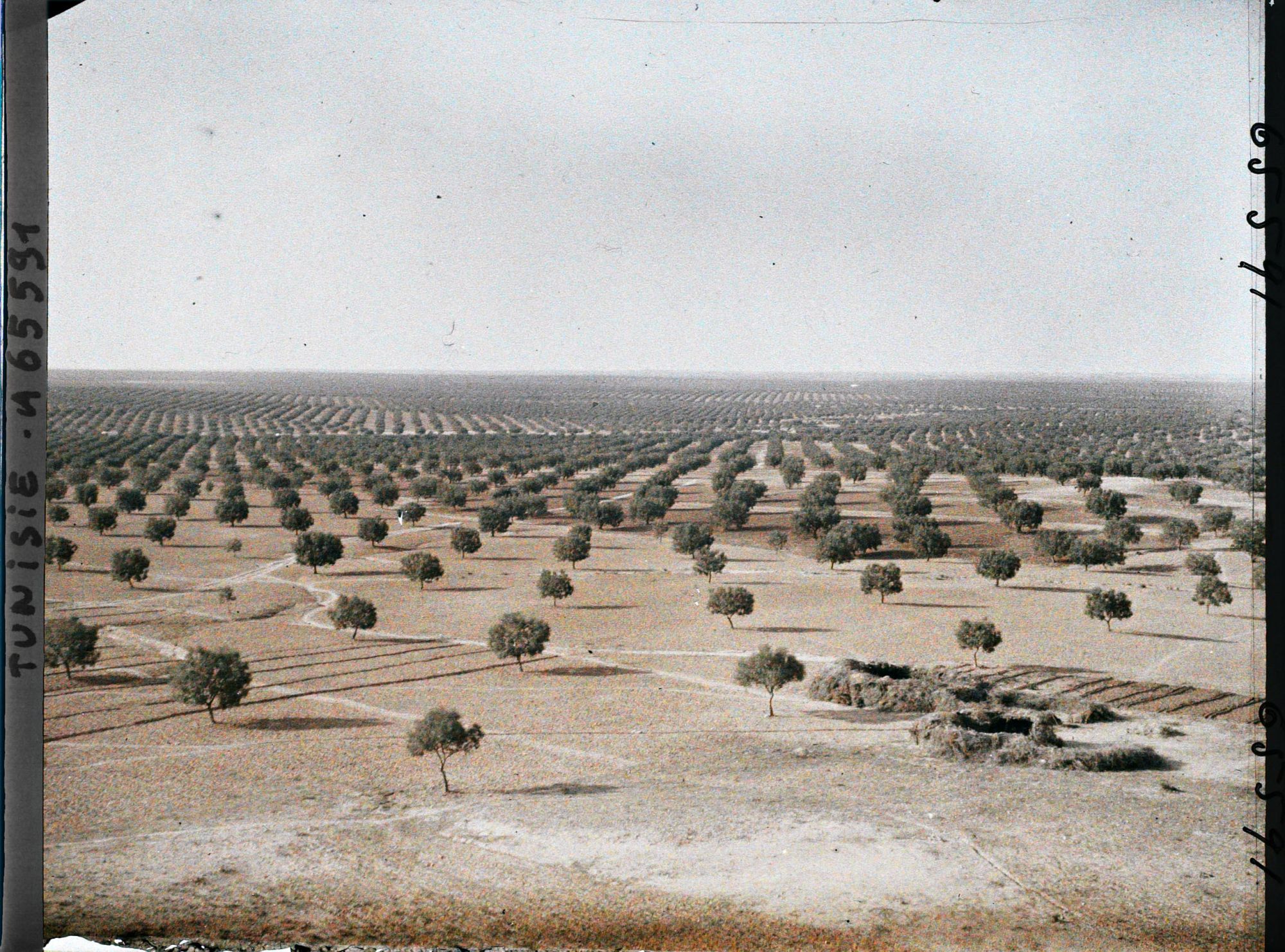 Image représentant Vue panoramique sur les oliveraies prise du point de vue géodésique (vers l'ouest)