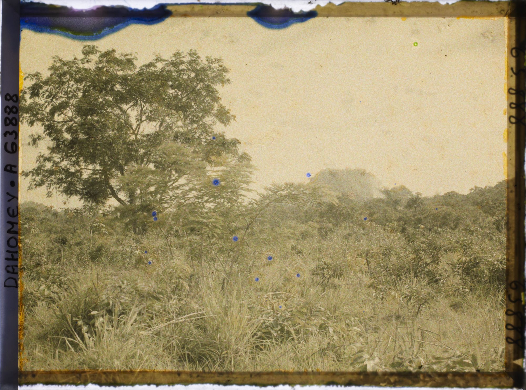 Image représentant Paysage de forêt