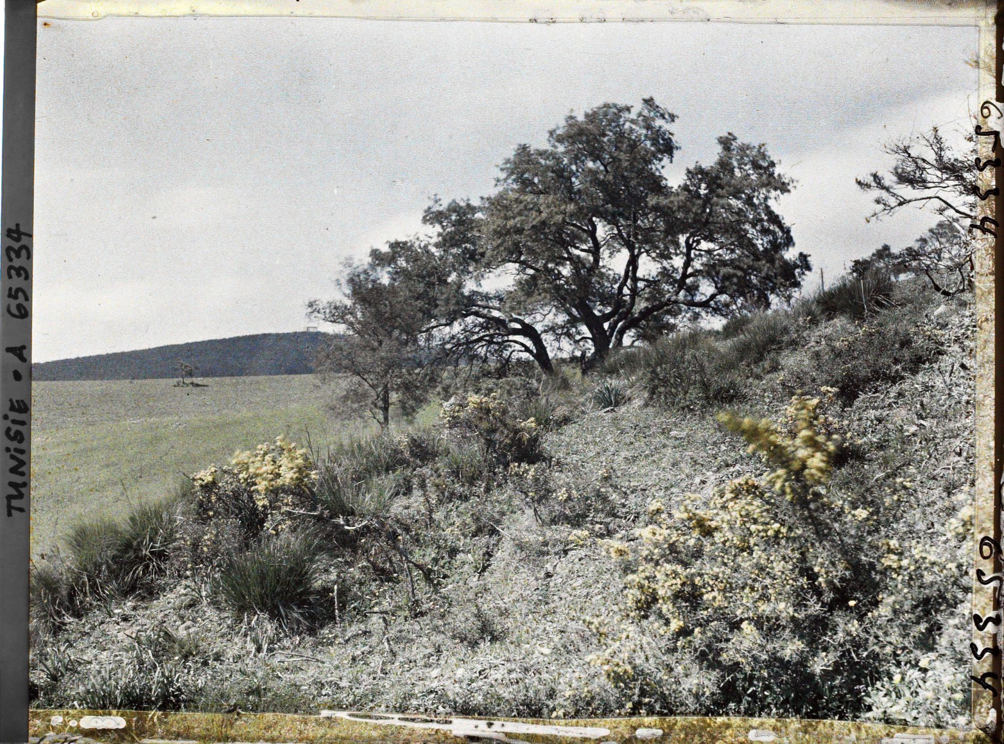 Image représentant La lisière de la forêt de chênes