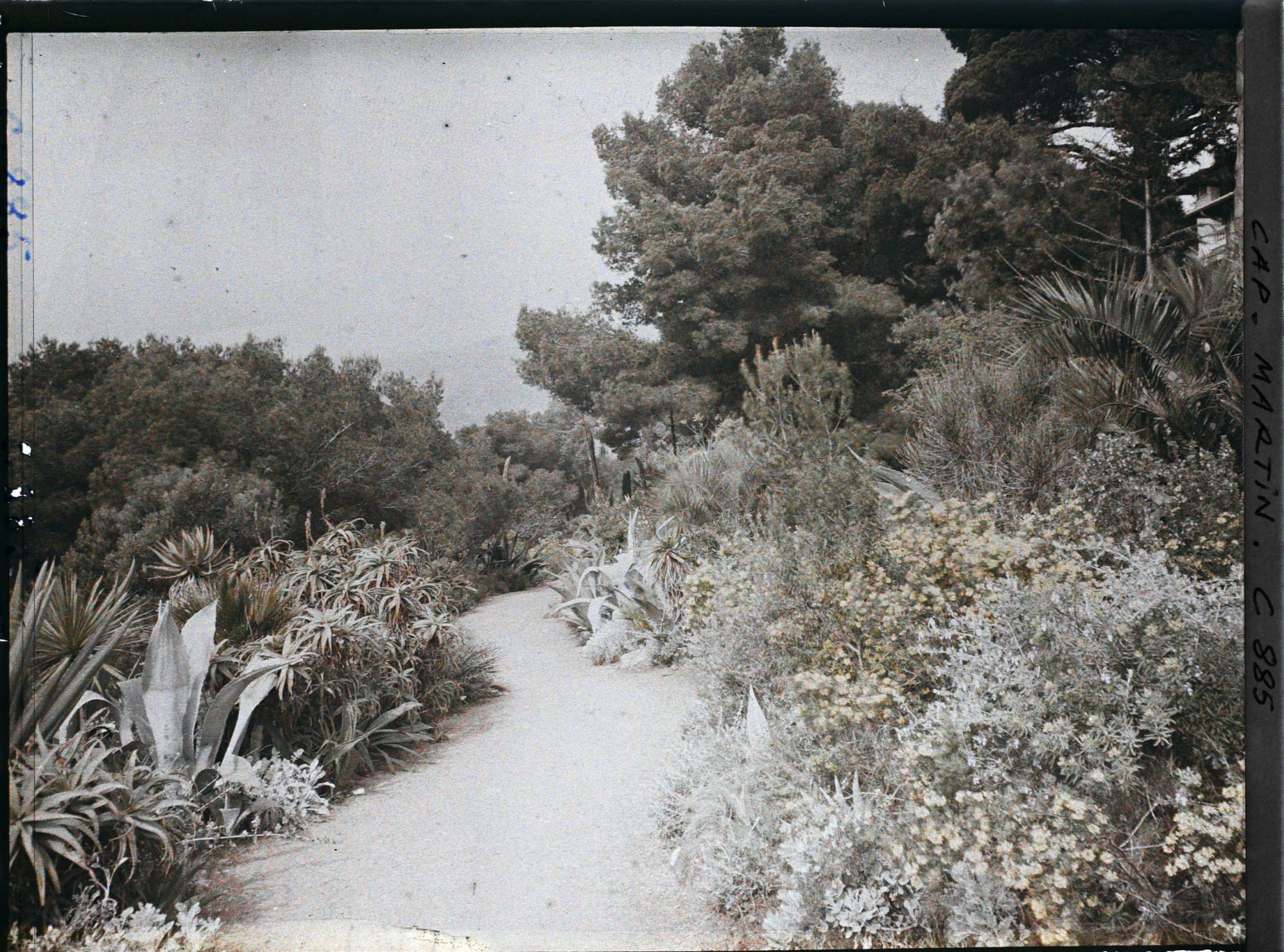 Image représentant Une allée bordée de plantes exotiques