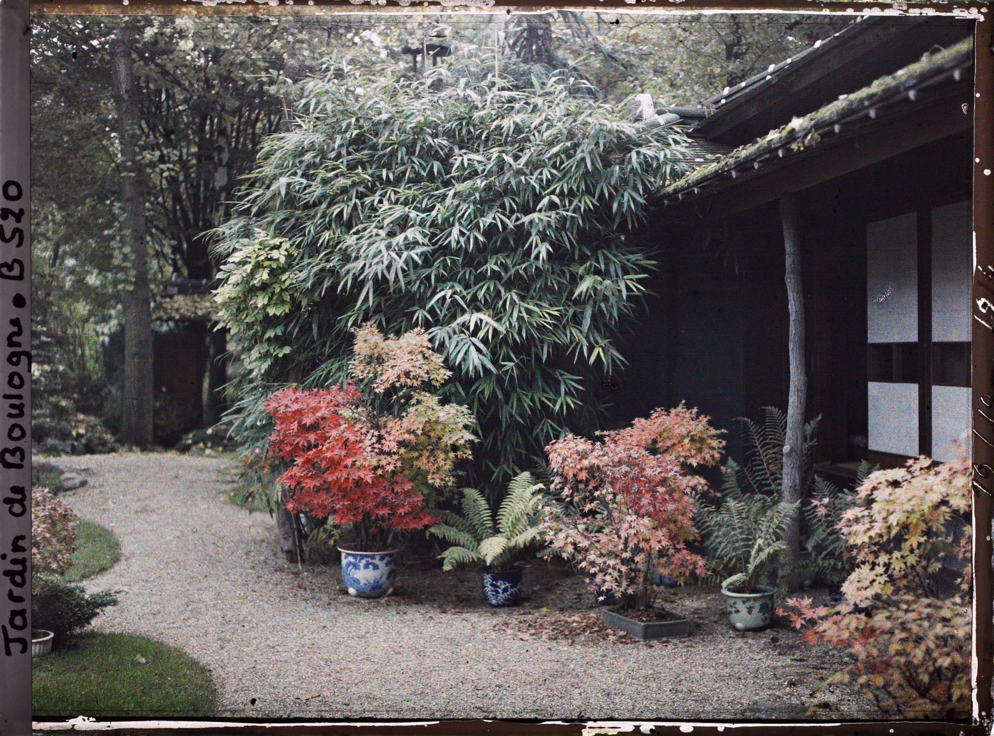 Image représentant Bonsaïs d'érables rougeoyants et fougères en pots, devant la maison est du " village japonais "