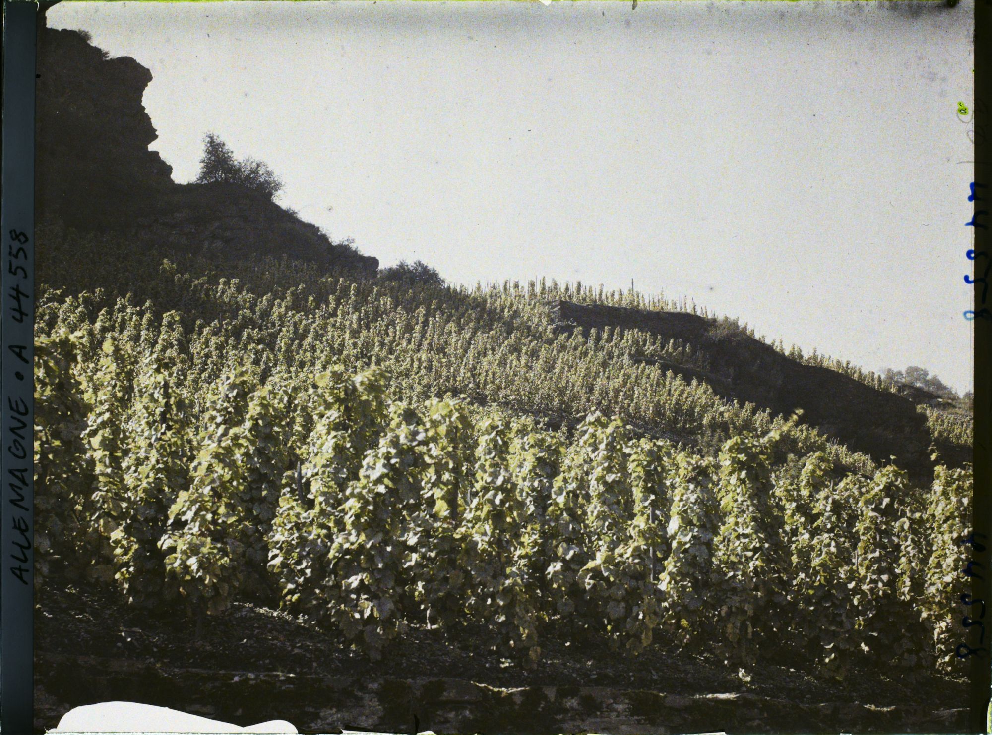Image représentant Allemagne, Oberwesel, Effet de lumière sur vignes