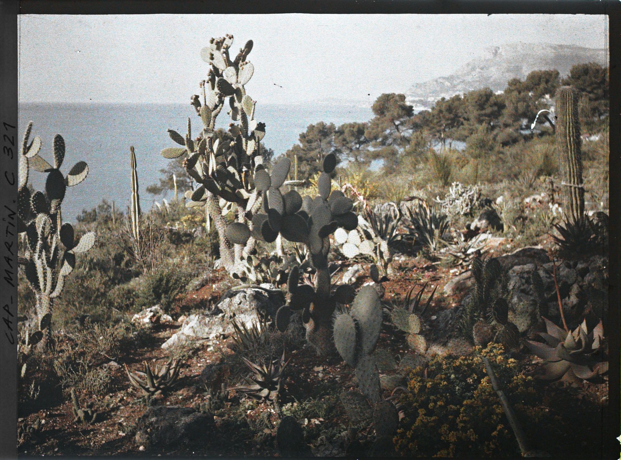 Image représentant Cap-Martin - Le Jardin