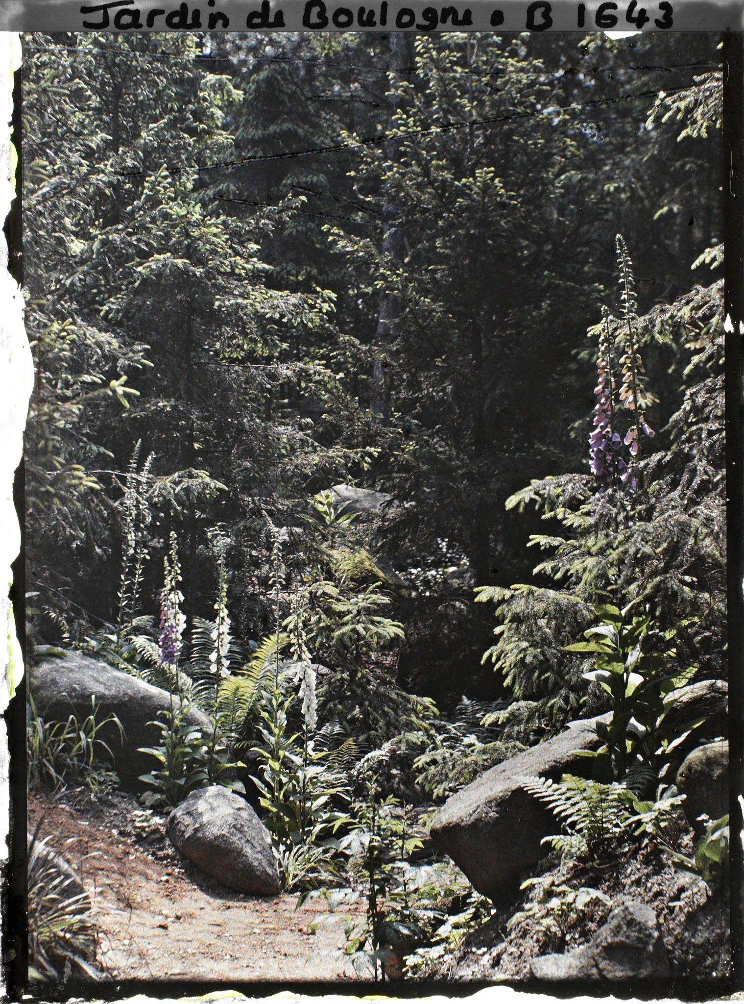 Image représentant La forêt vosgienne