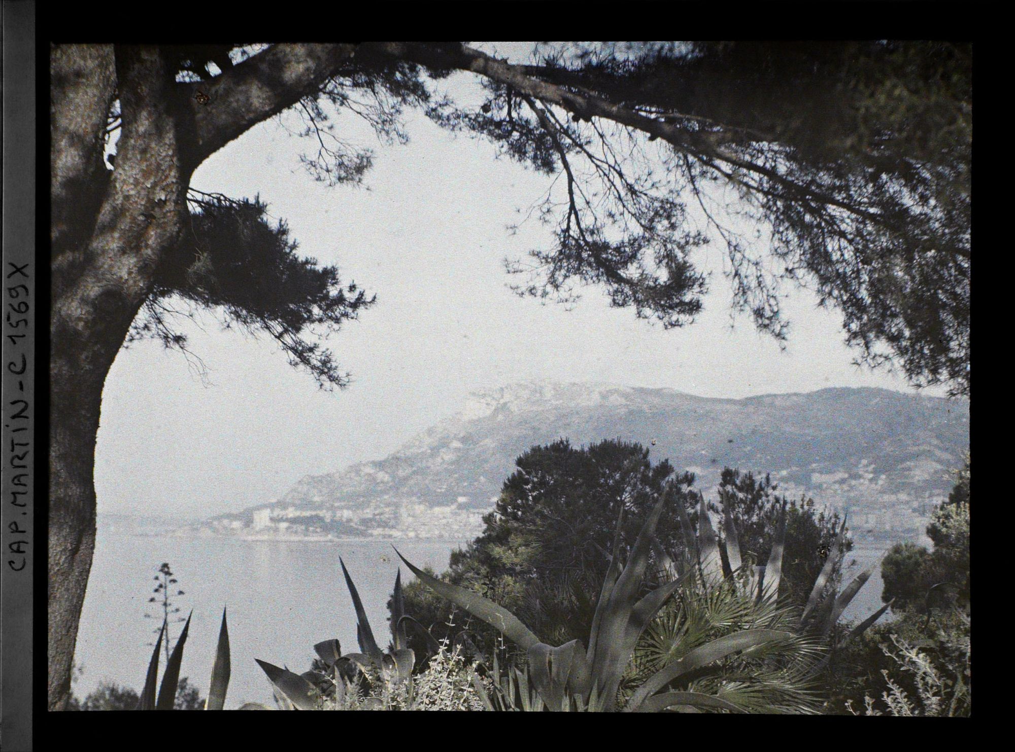 Image représentant Pin et végétation du jardin encadrant des points de vue sur Monaco et Monte-Carlo