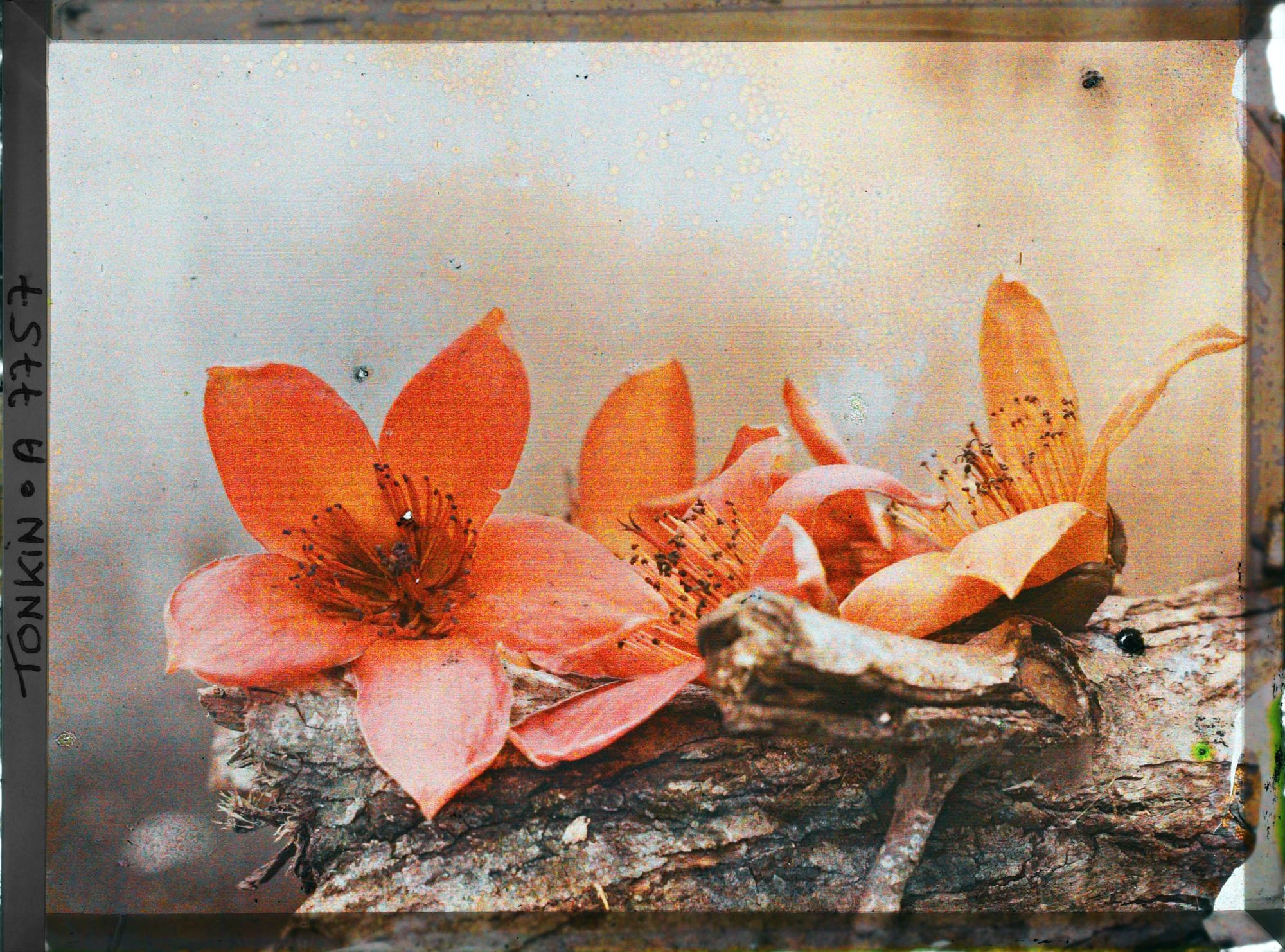 Image représentant Les feuilles et les fleurs du kapokier