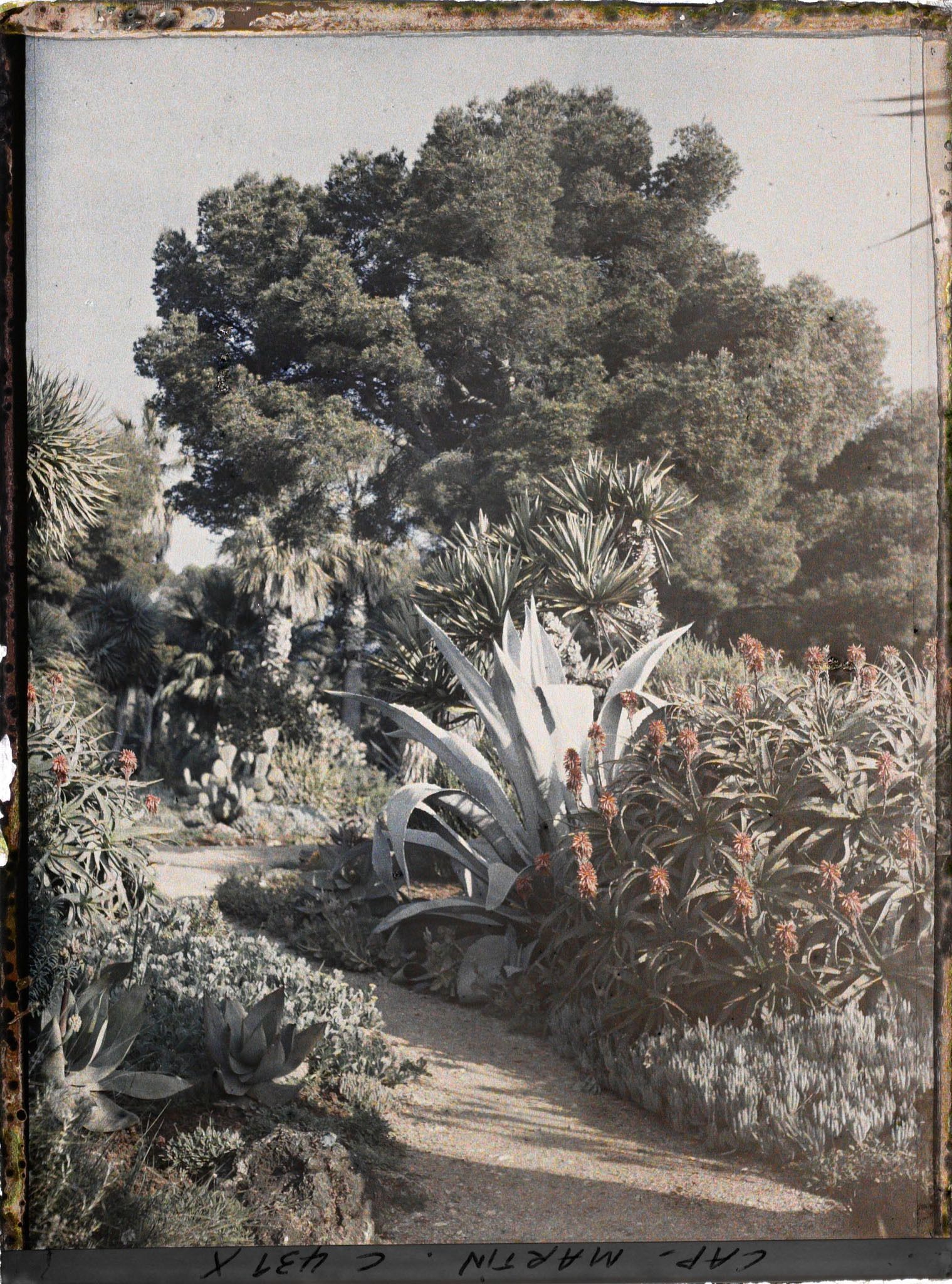 Image représentant Cap Martin Le Jardin