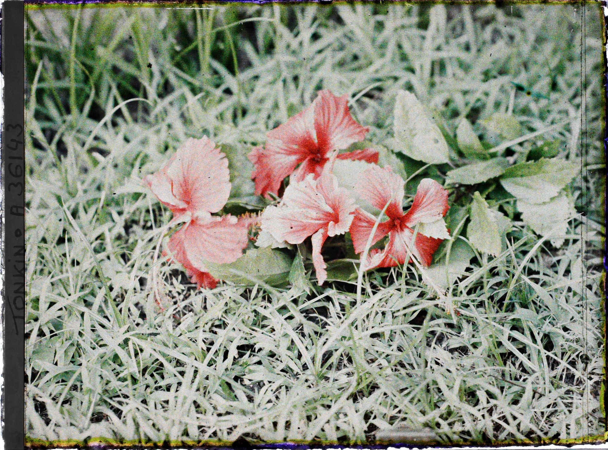 Image représentant un rameau d'hibiscus rouge à fleurs doubles, coupé
