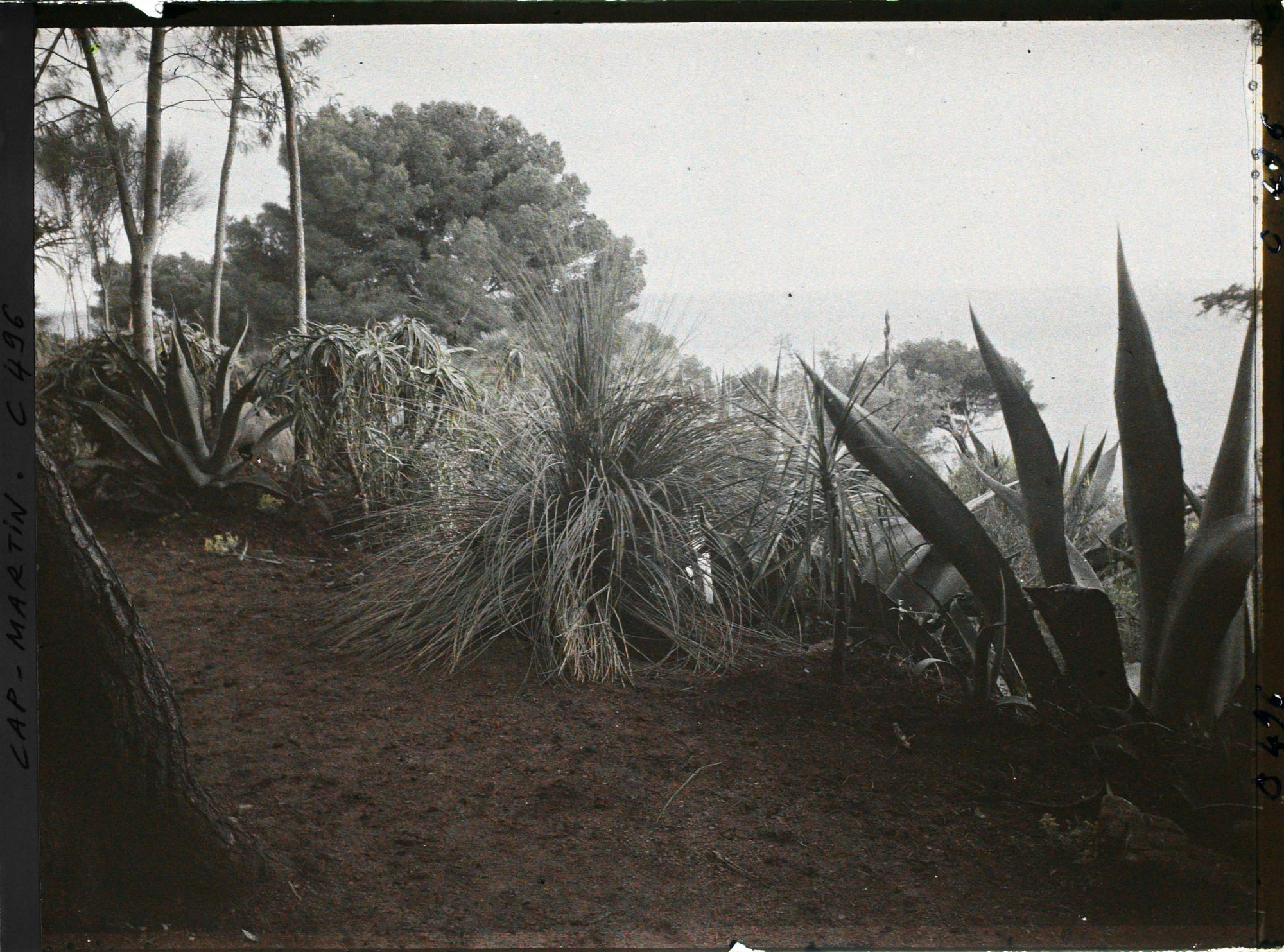Image représentant Cap Martin Le Jardin