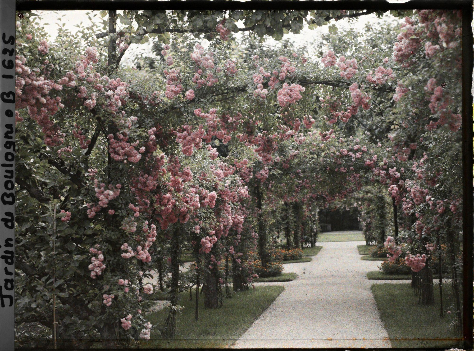 Image représentant Axe central du verger-roseraie vu vers le jardin anglais, non loin du rond-point côté jardin françai