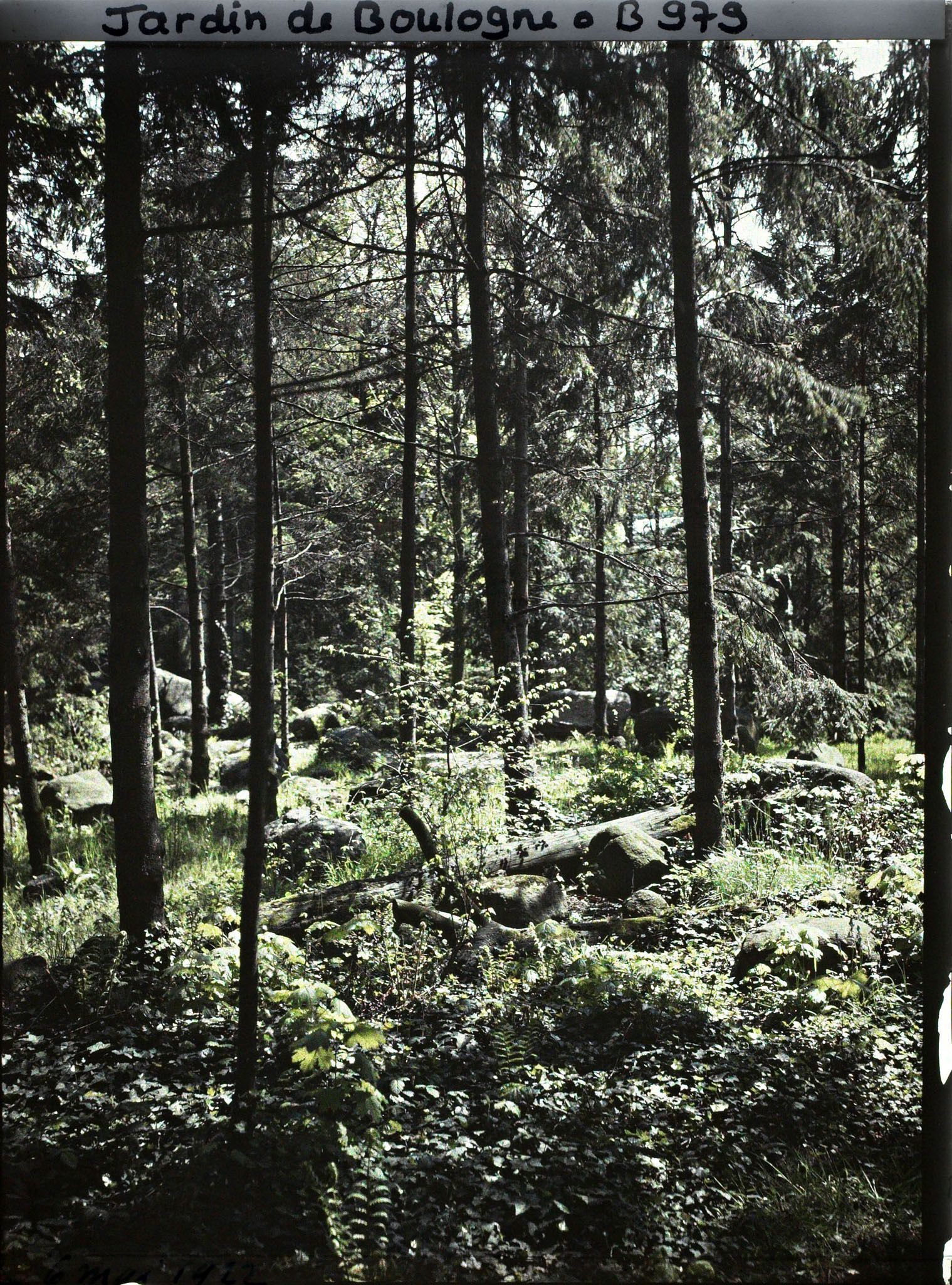 Image représentant La forêt vosgienne