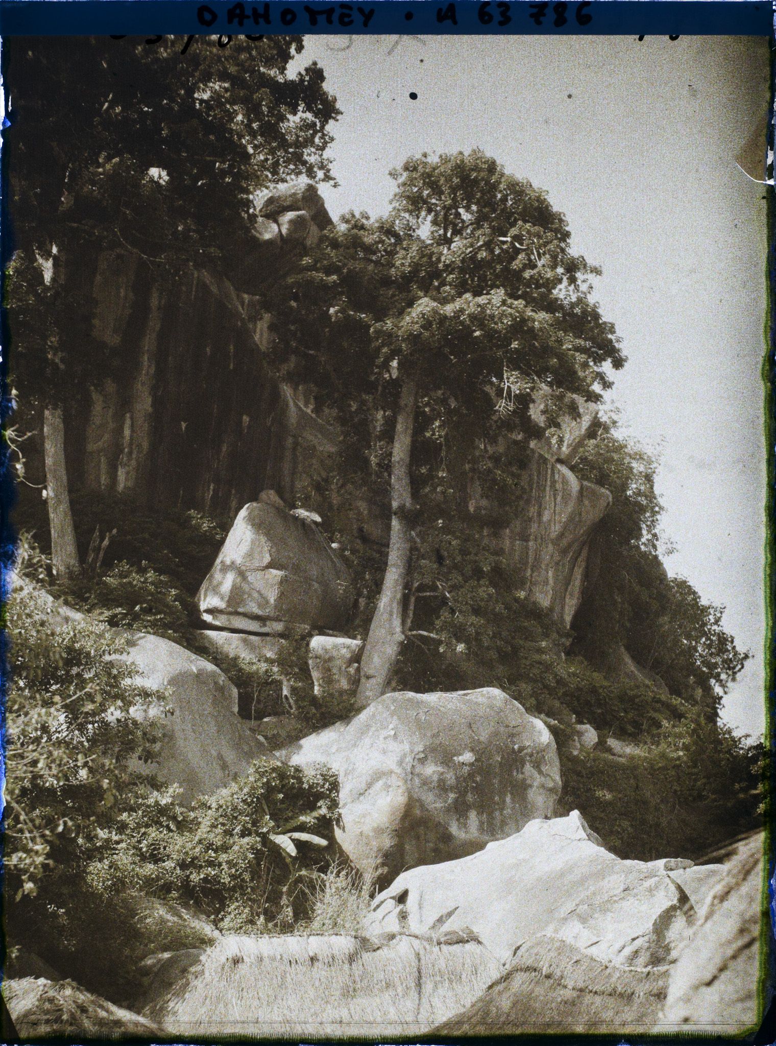 Image représentant Un kapokier à flanc de montagne