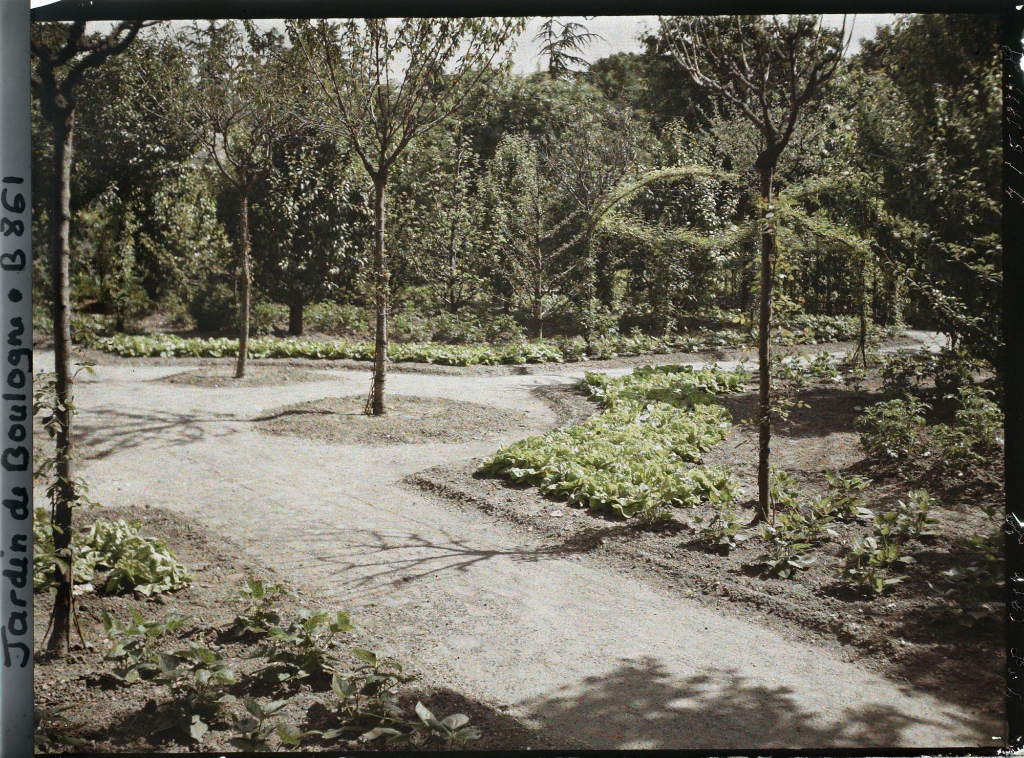 Image représentant Légumes dans une partie ouest du verger-roseraie, vue en direction de la forêt bleue ?