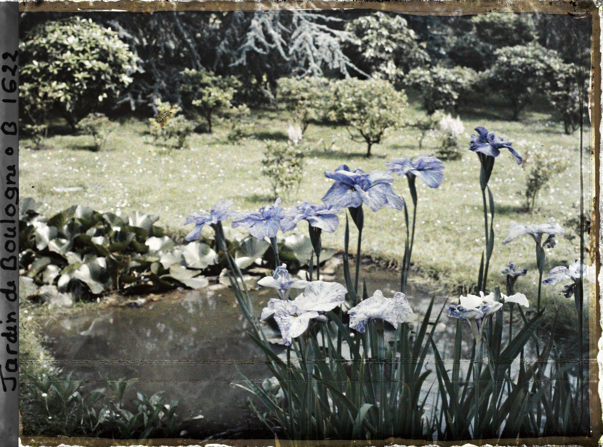 Image représentant Iris dans l'étang