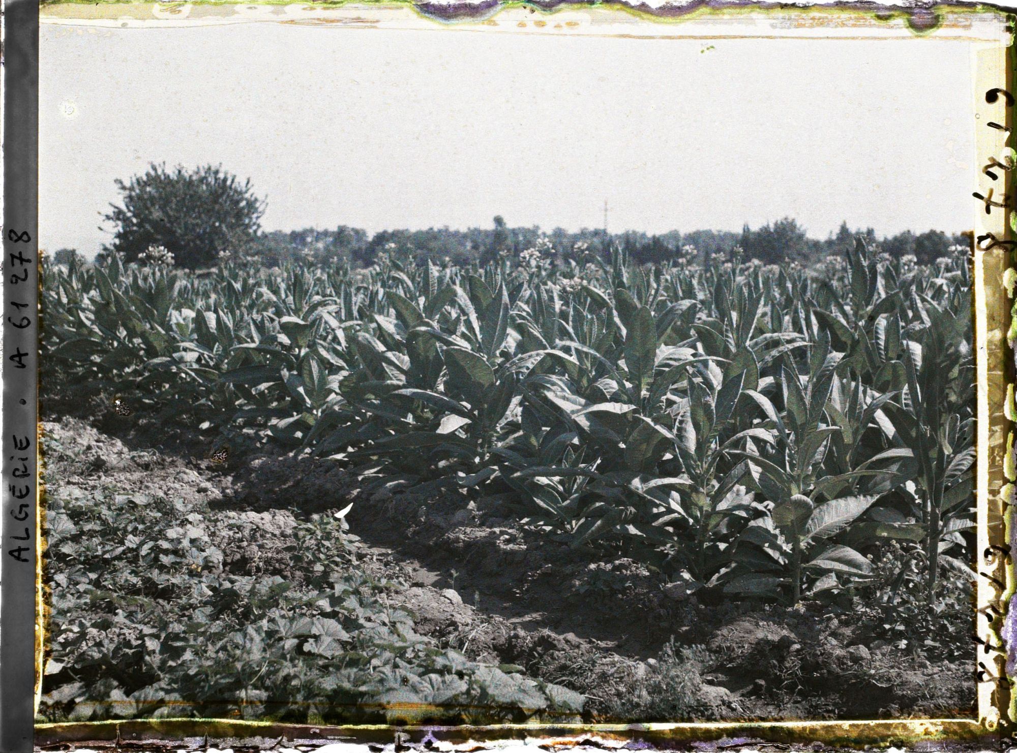Image représentant Culture du tabac