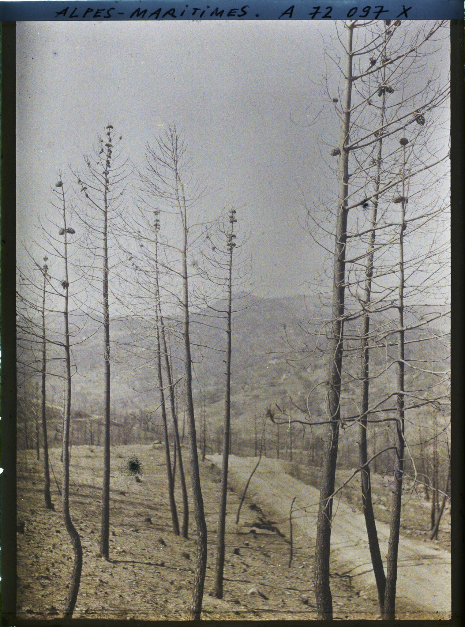 Image représentant Paysage de bois de pins après incendie?