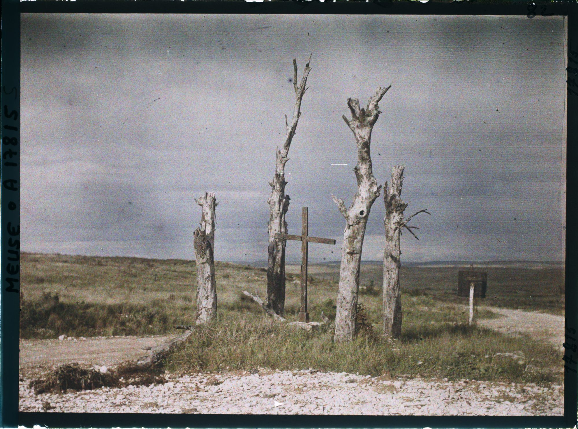 Image représentant France, Esnes, Arbres déchiquetés par les Obus
