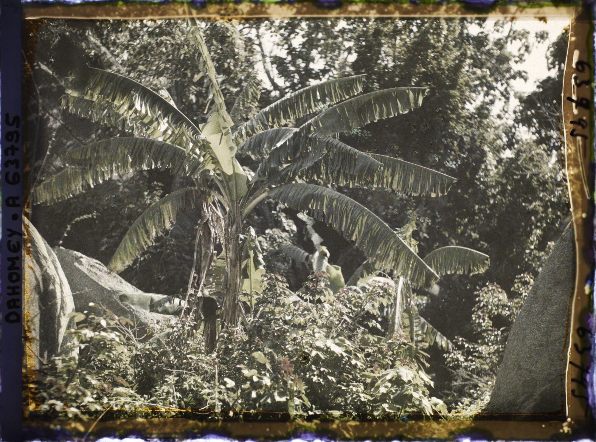 Image représentant Végétation (palmiers, bananiers) dans la montagne
