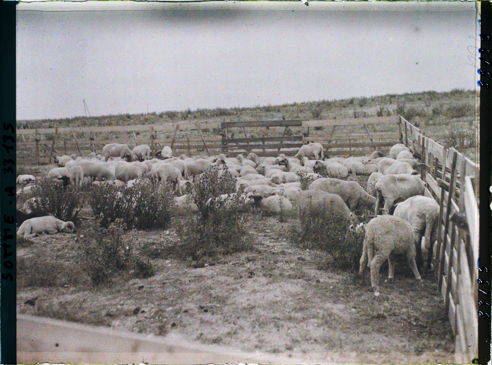 Image représentant Maurepas, Moutons au pacage