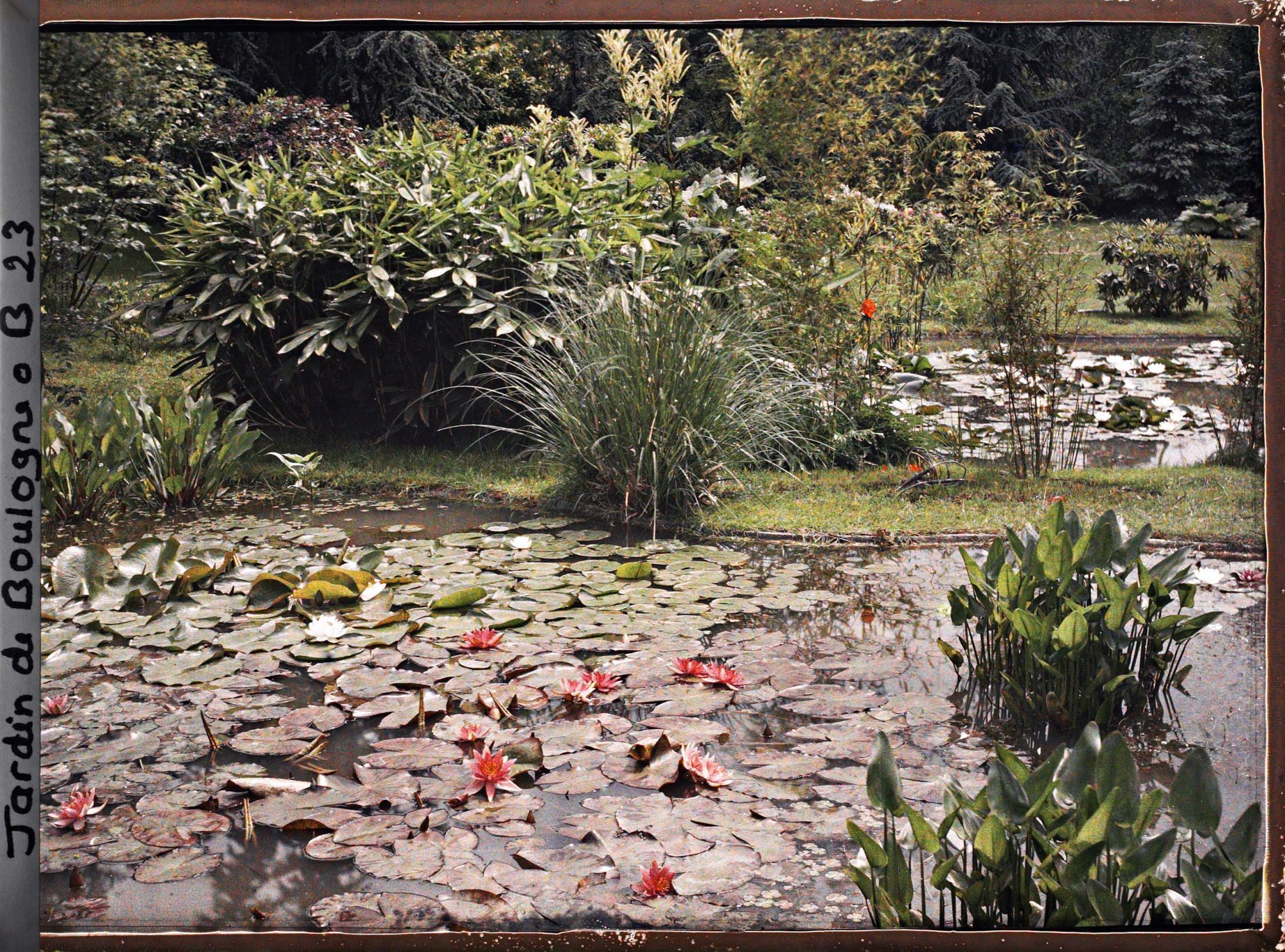 Image représentant Les nénuphars en fleurs dans les bassins du marais