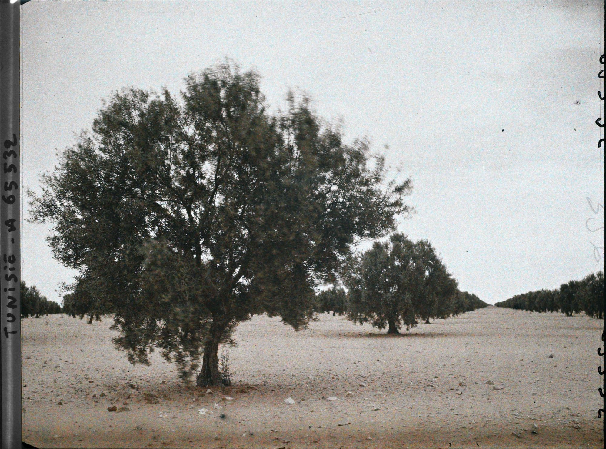 Image représentant Oliviers de 20 ans